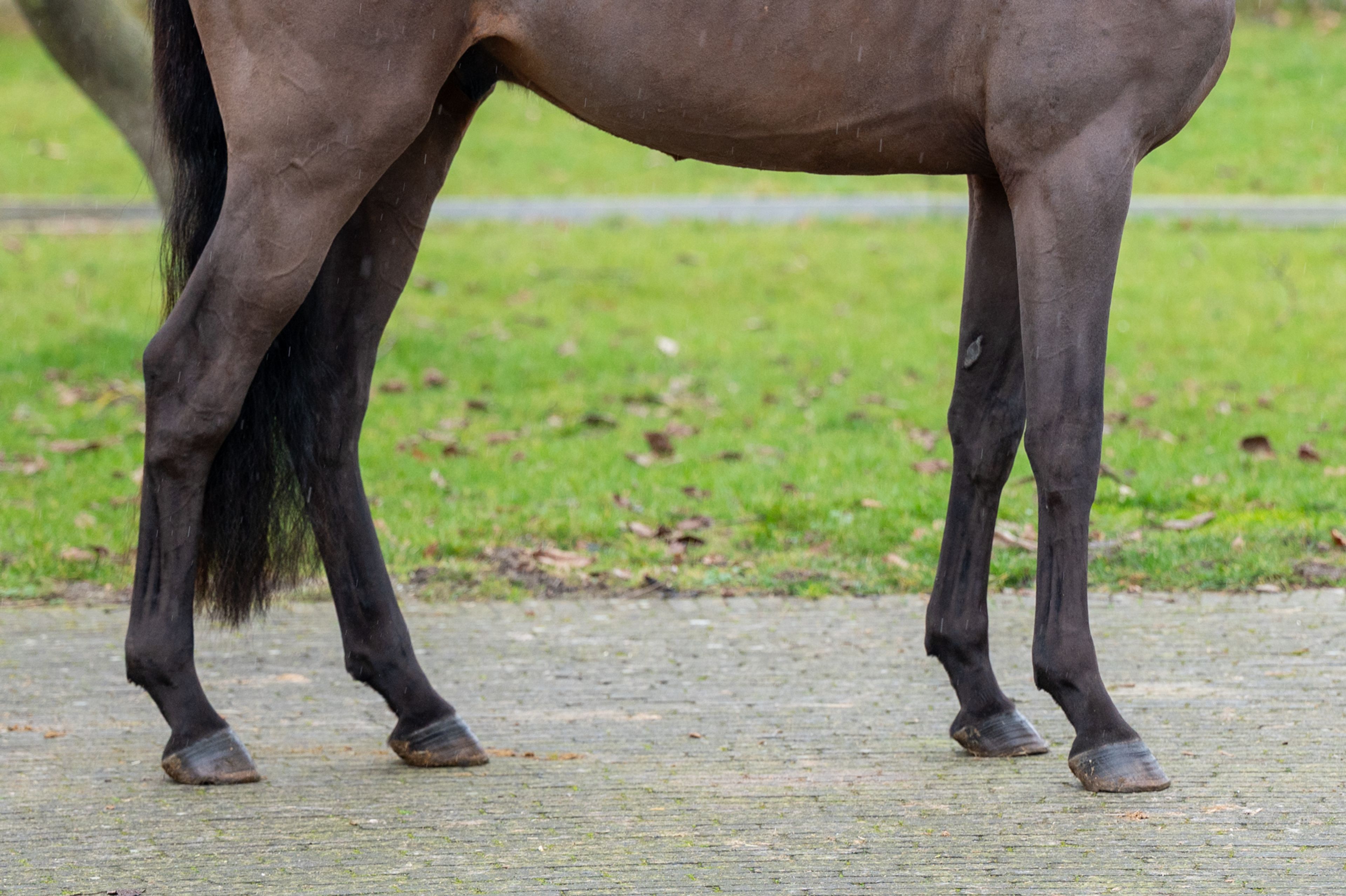 Amazing Quel Homme TH (QUEL HOMME DE HUS x CANTURO) - Image 8