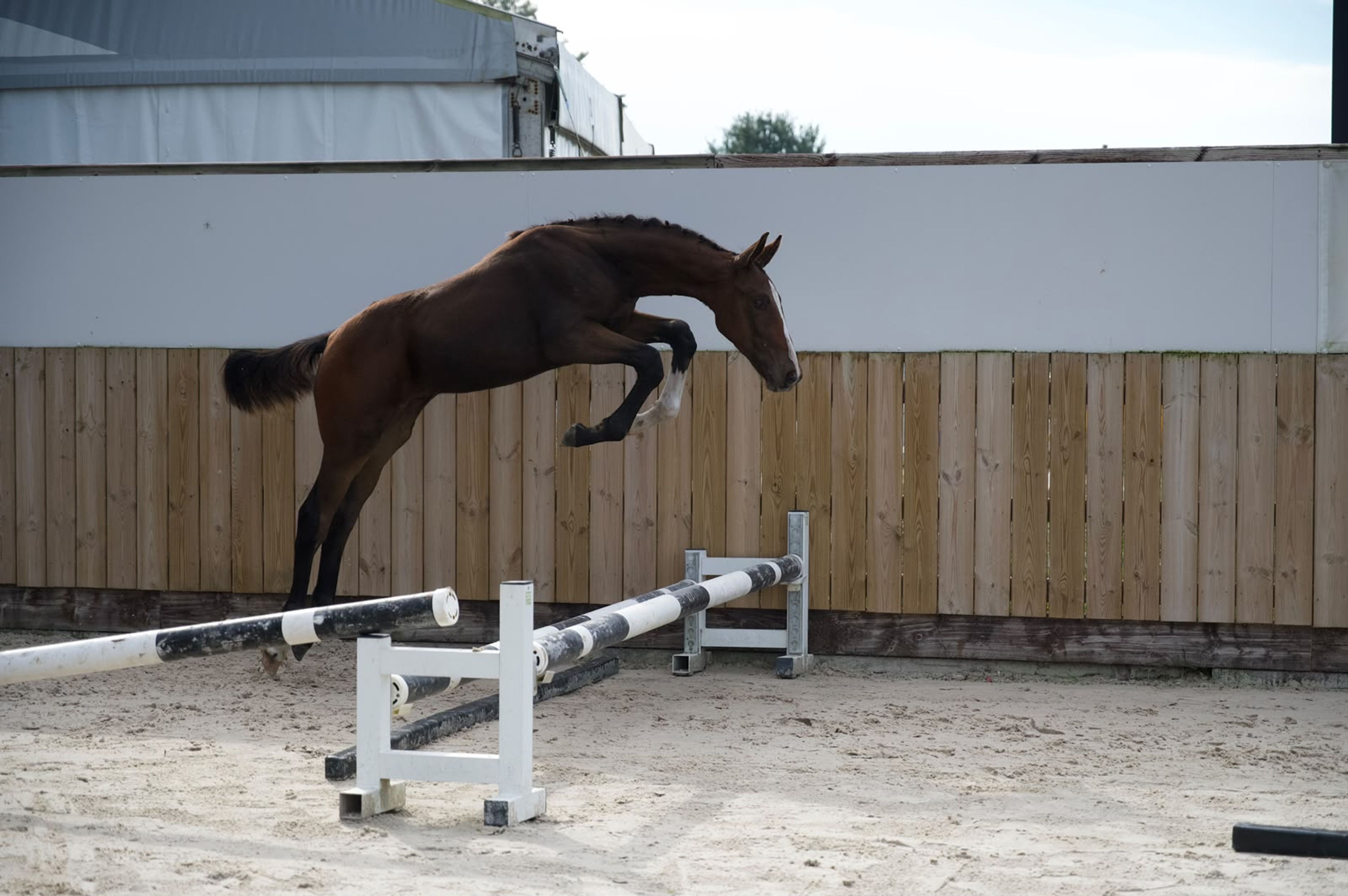Caspernette W&C Z (CASPER DU CACHE POT Z x CORNET OBOLENSKY) - Image 1