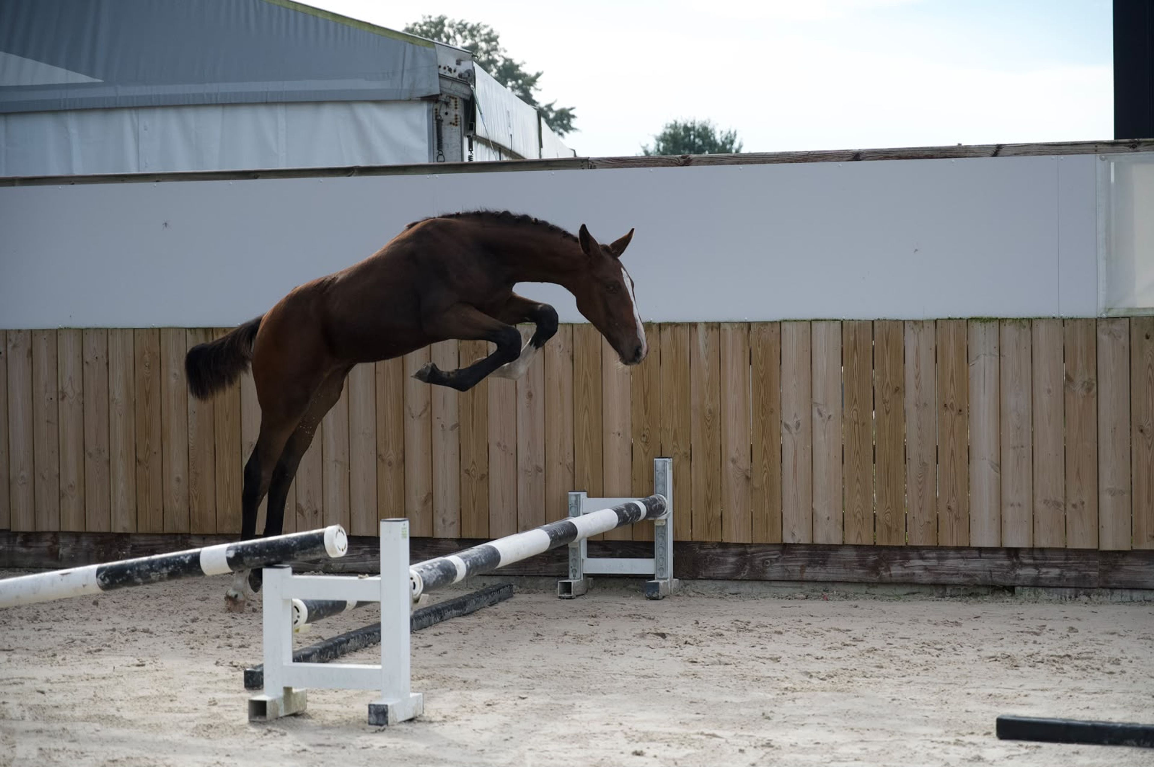 Caspernette W&C Z (CASPER DU CACHE POT Z x CORNET OBOLENSKY) - Image 2