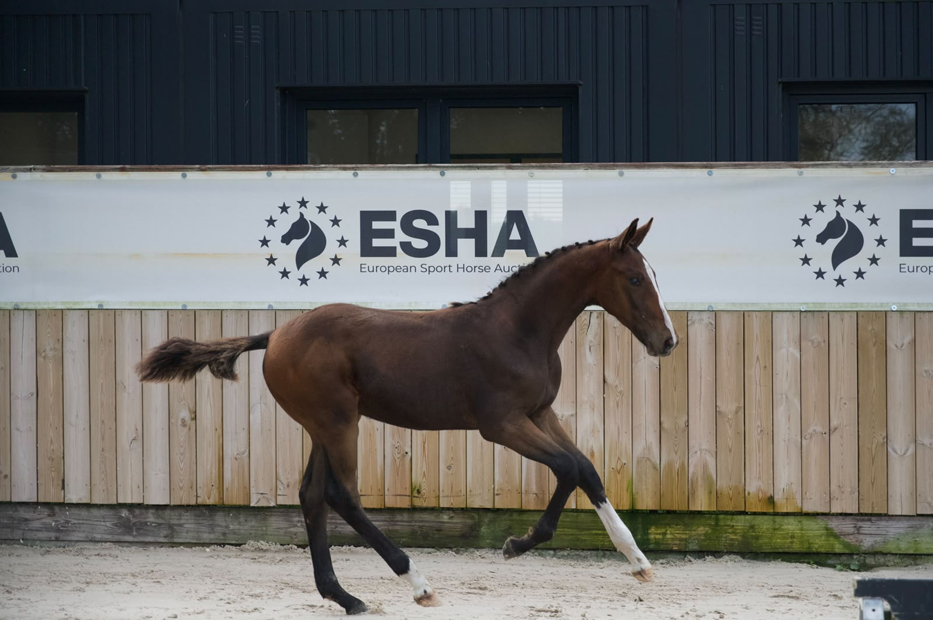 Caspernette W&C Z (CASPER DU CACHE POT Z x CORNET OBOLENSKY) - Image 3
