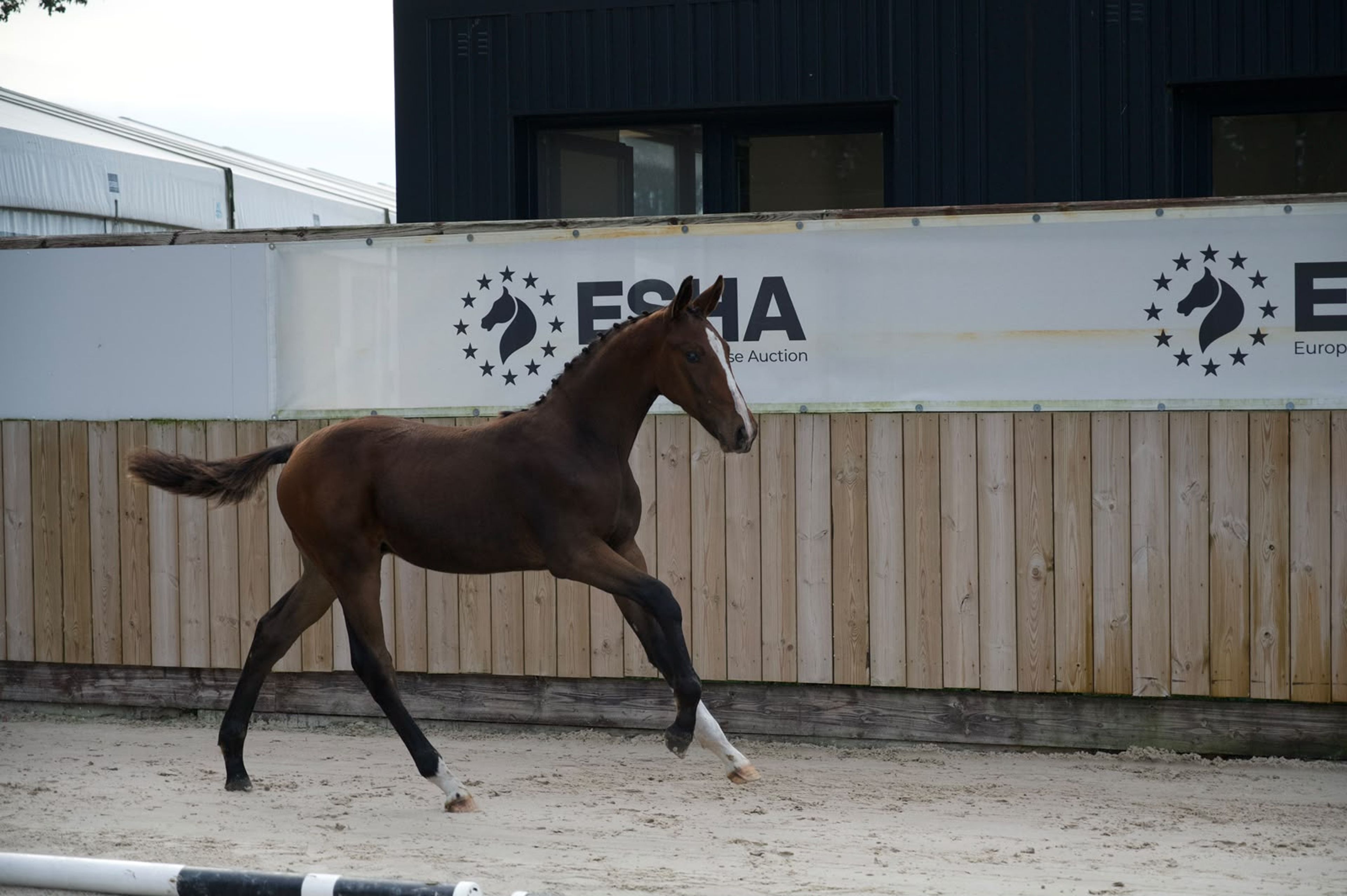 Caspernette W&C Z (CASPER DU CACHE POT Z x CORNET OBOLENSKY) - Image 4