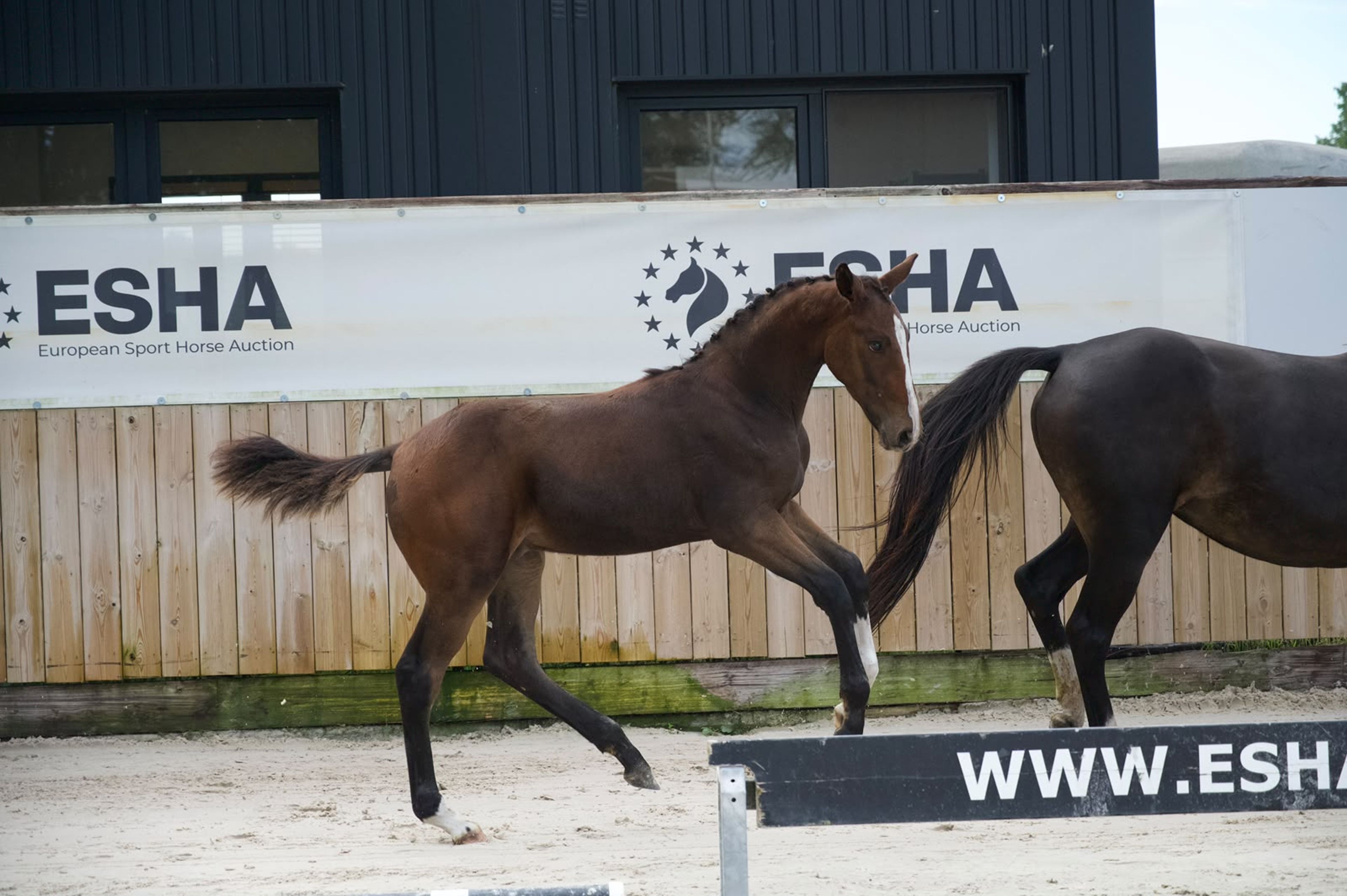 Caspernette W&C Z (CASPER DU CACHE POT Z x CORNET OBOLENSKY) - Image 5