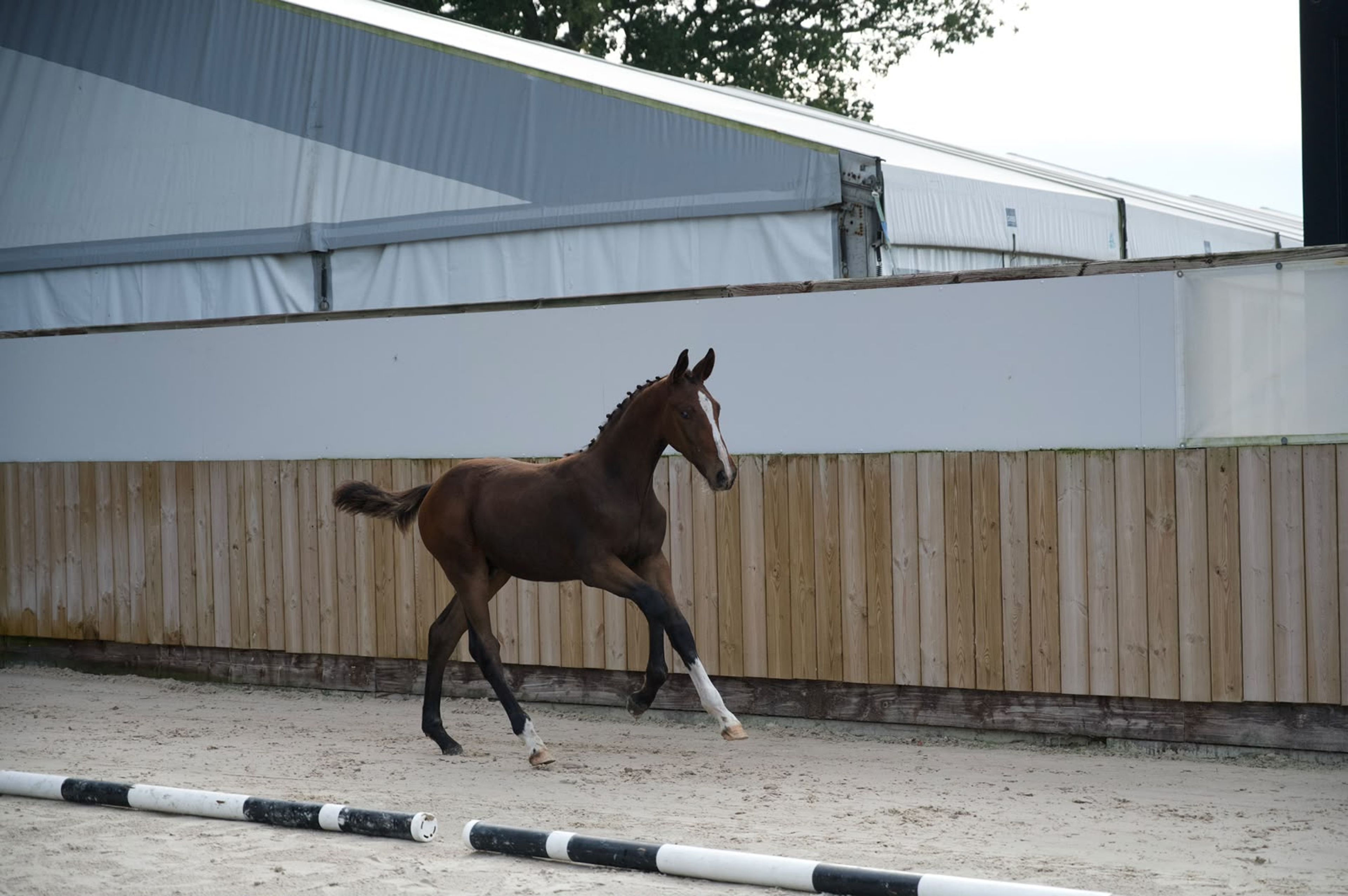 Caspernette W&C Z (CASPER DU CACHE POT Z x CORNET OBOLENSKY) - Image 6