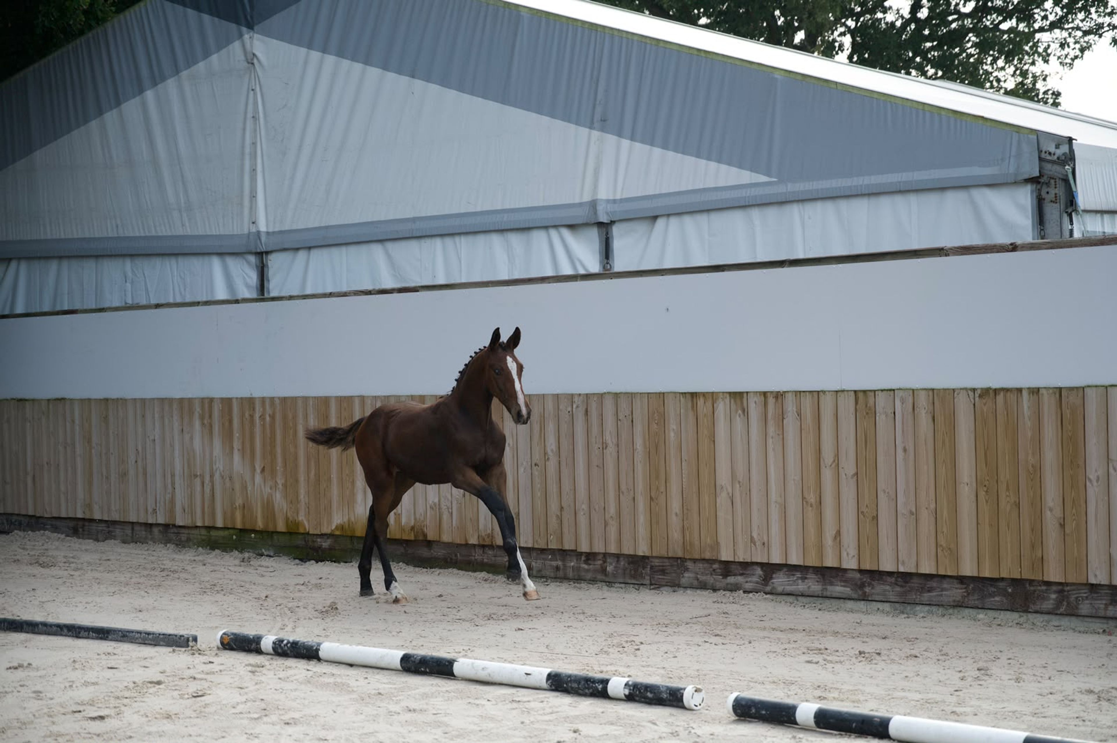 Caspernette W&C Z (CASPER DU CACHE POT Z x CORNET OBOLENSKY) - Image 7