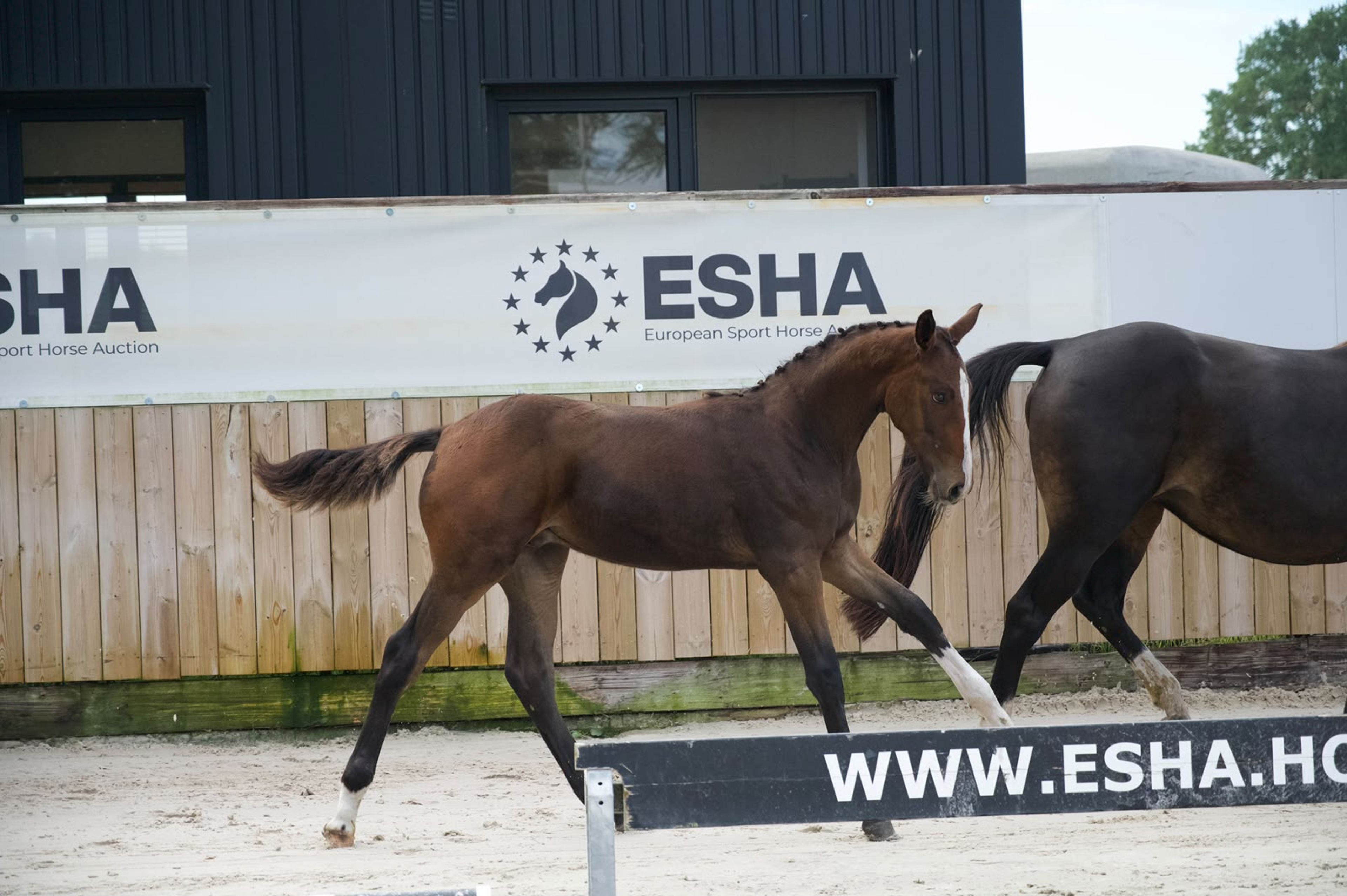 Caspernette W&C Z (CASPER DU CACHE POT Z x CORNET OBOLENSKY) - Image 8