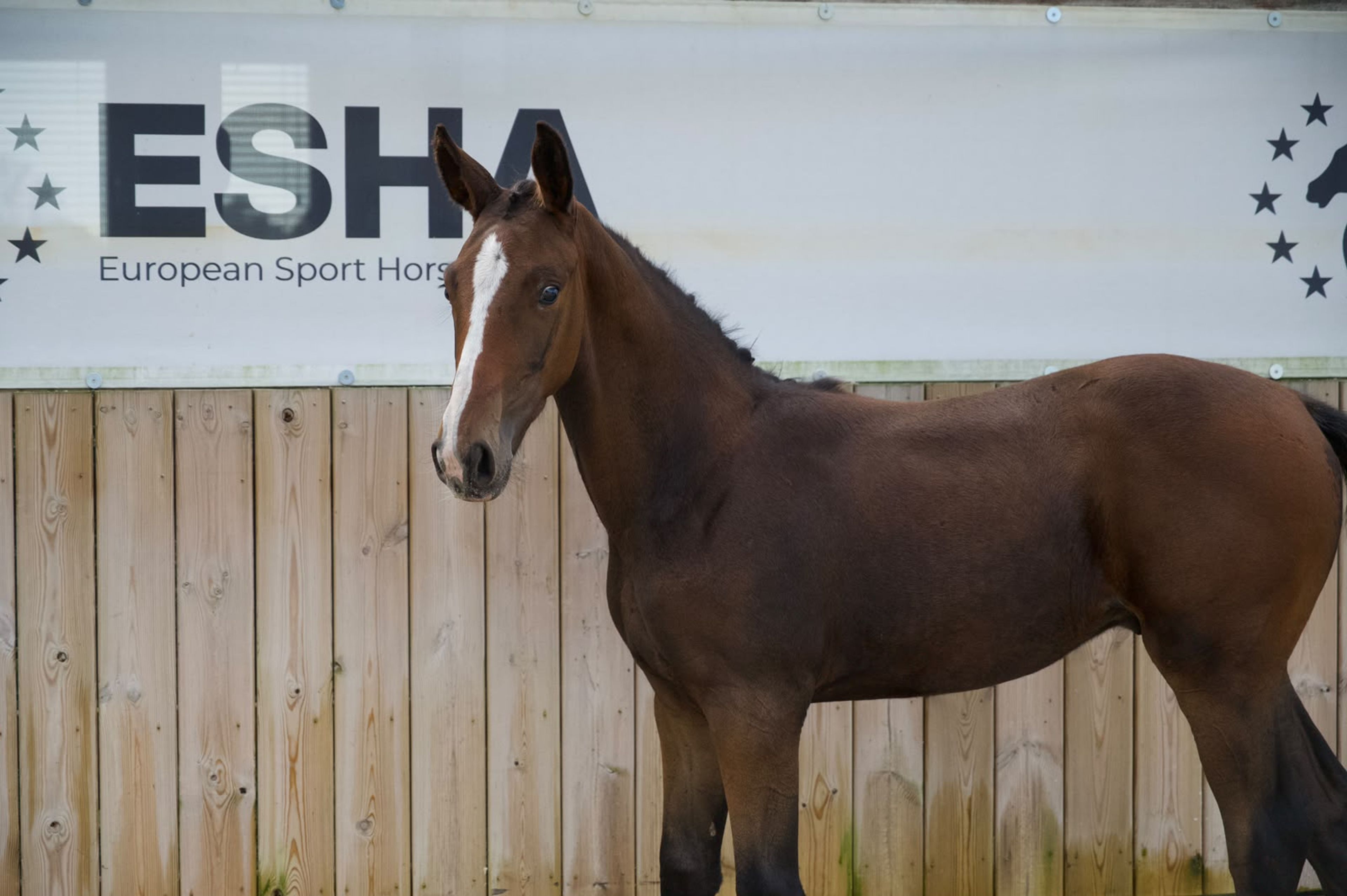 Caspernette W&C Z (CASPER DU CACHE POT Z x CORNET OBOLENSKY) - Image 9