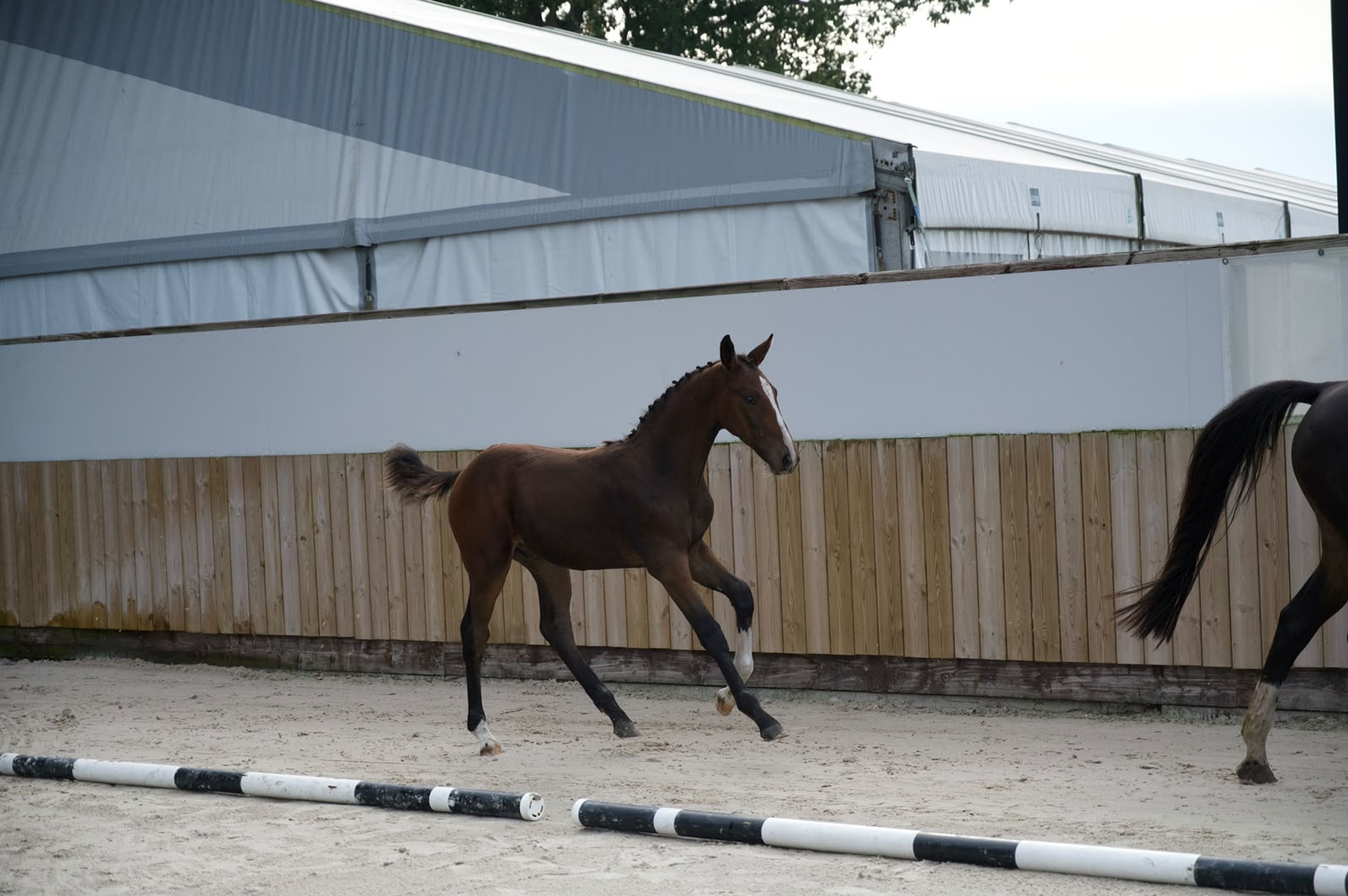 Caspernette W&C Z (CASPER DU CACHE POT Z x CORNET OBOLENSKY) - Image 10