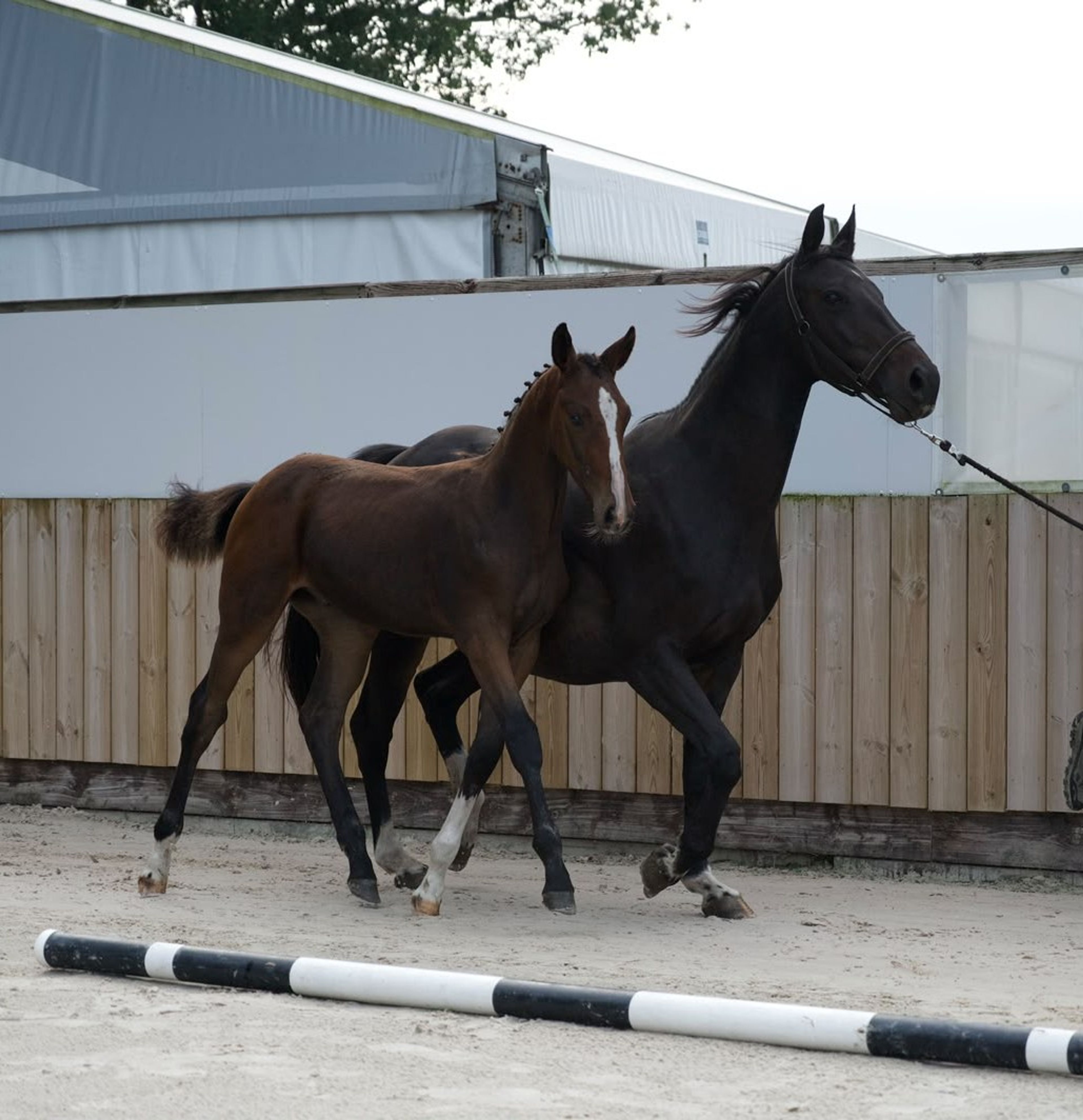 Caspernette W&C Z (CASPER DU CACHE POT Z x CORNET OBOLENSKY) - Image 11