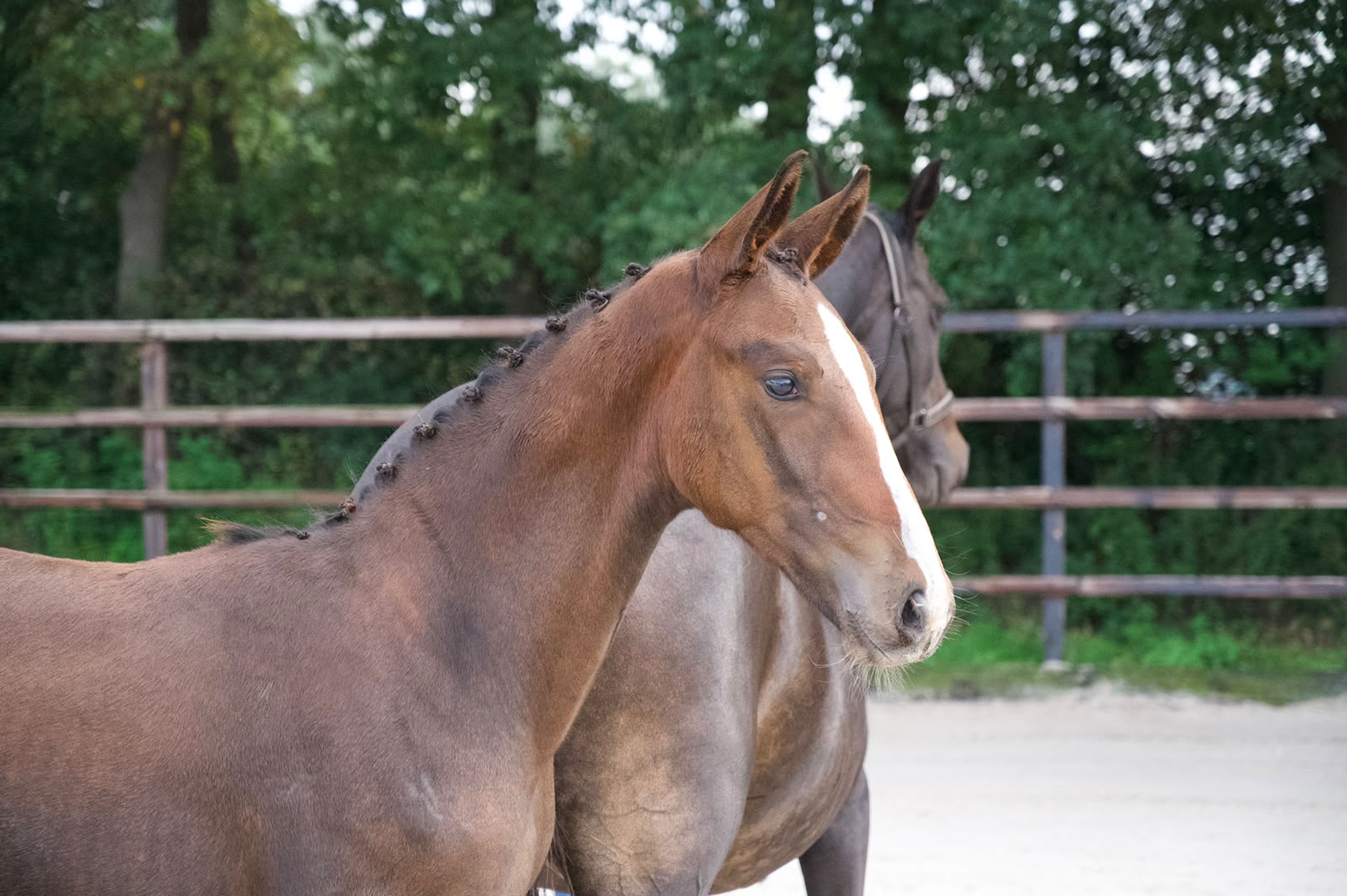 Caspernette W&C Z (CASPER DU CACHE POT Z x CORNET OBOLENSKY) - Image 12