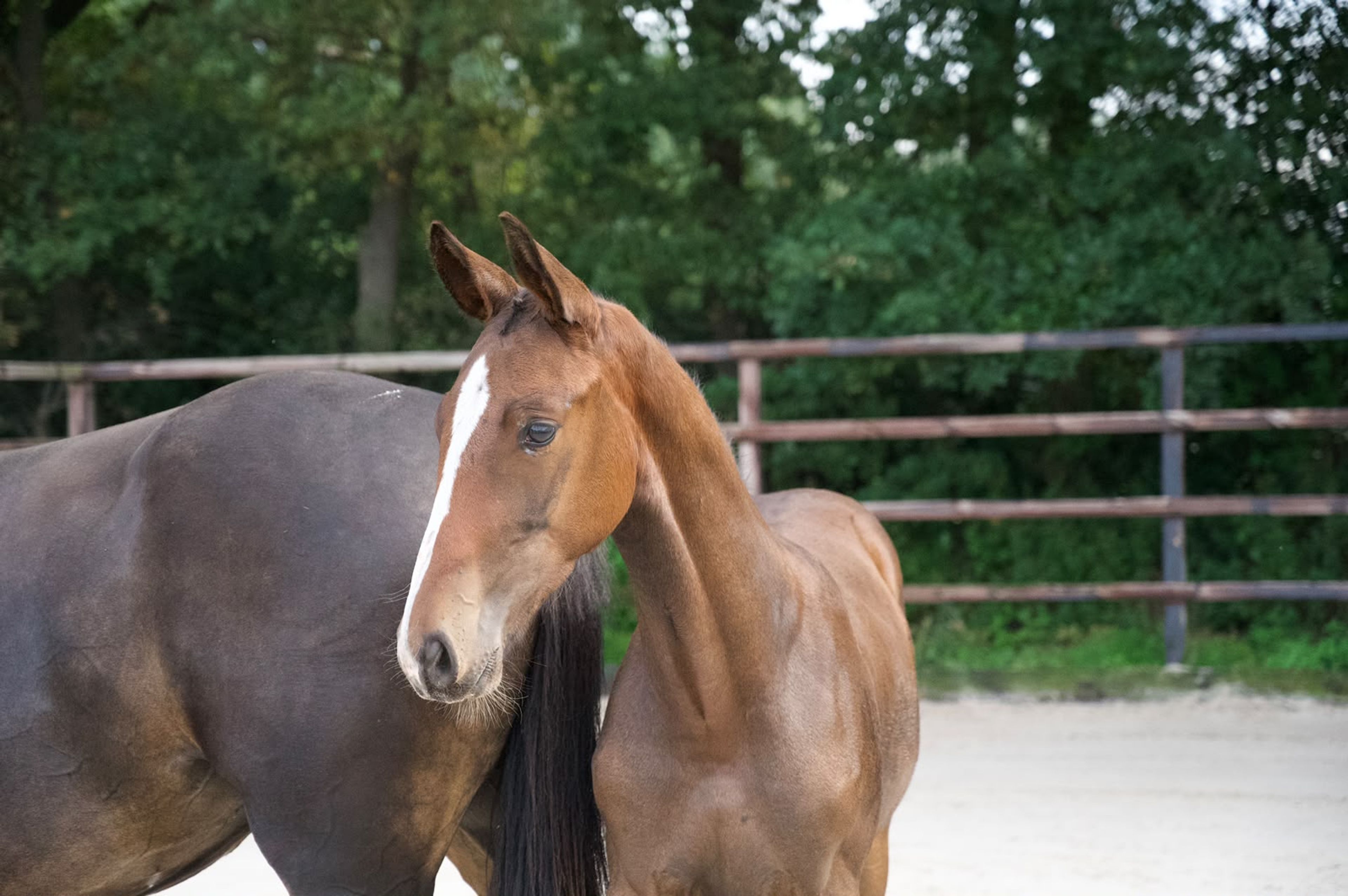 Caspernette W&C Z (CASPER DU CACHE POT Z x CORNET OBOLENSKY) - Image 13