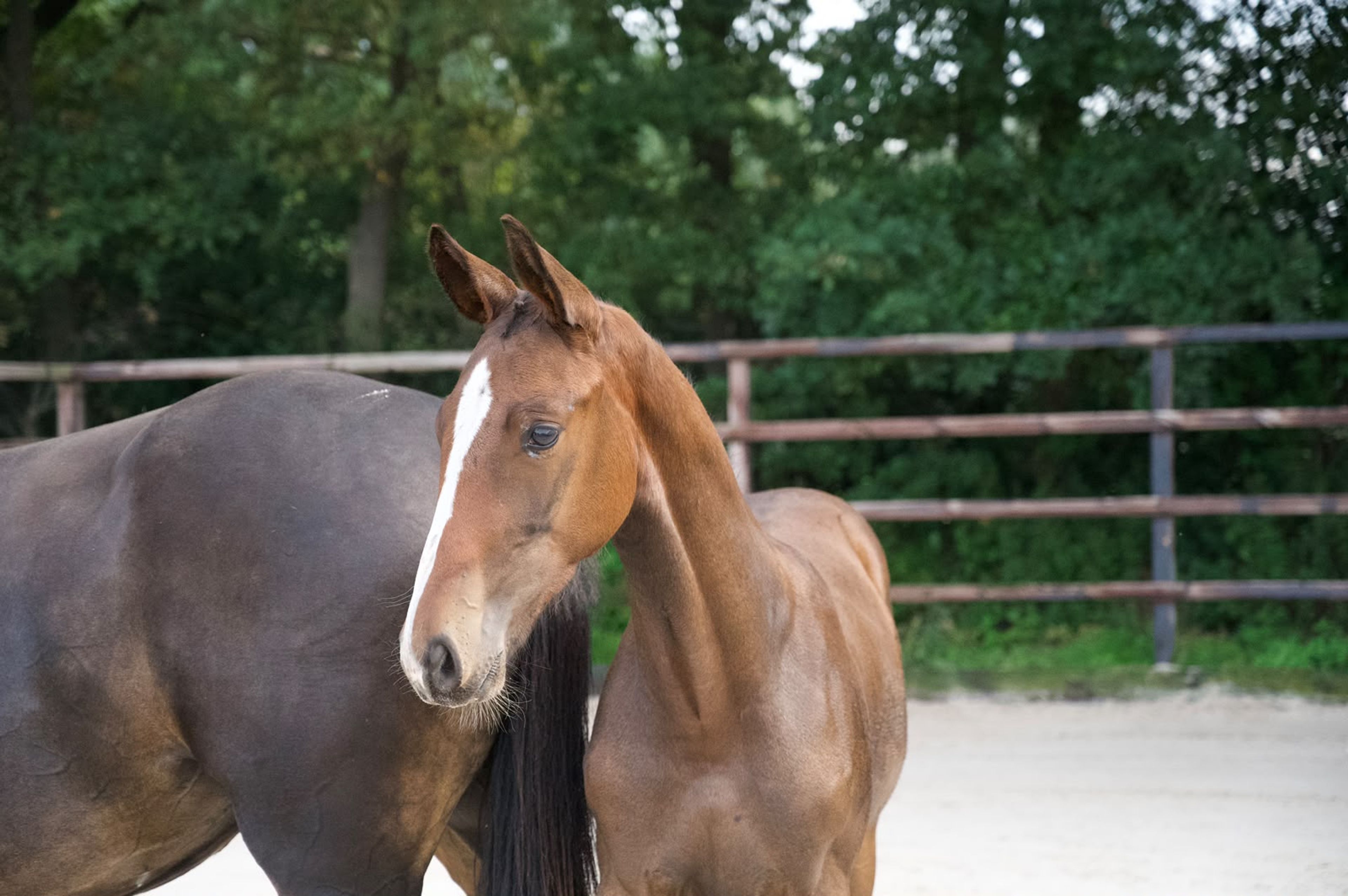 Caspernette W&C Z (CASPER DU CACHE POT Z x CORNET OBOLENSKY) - Image 14