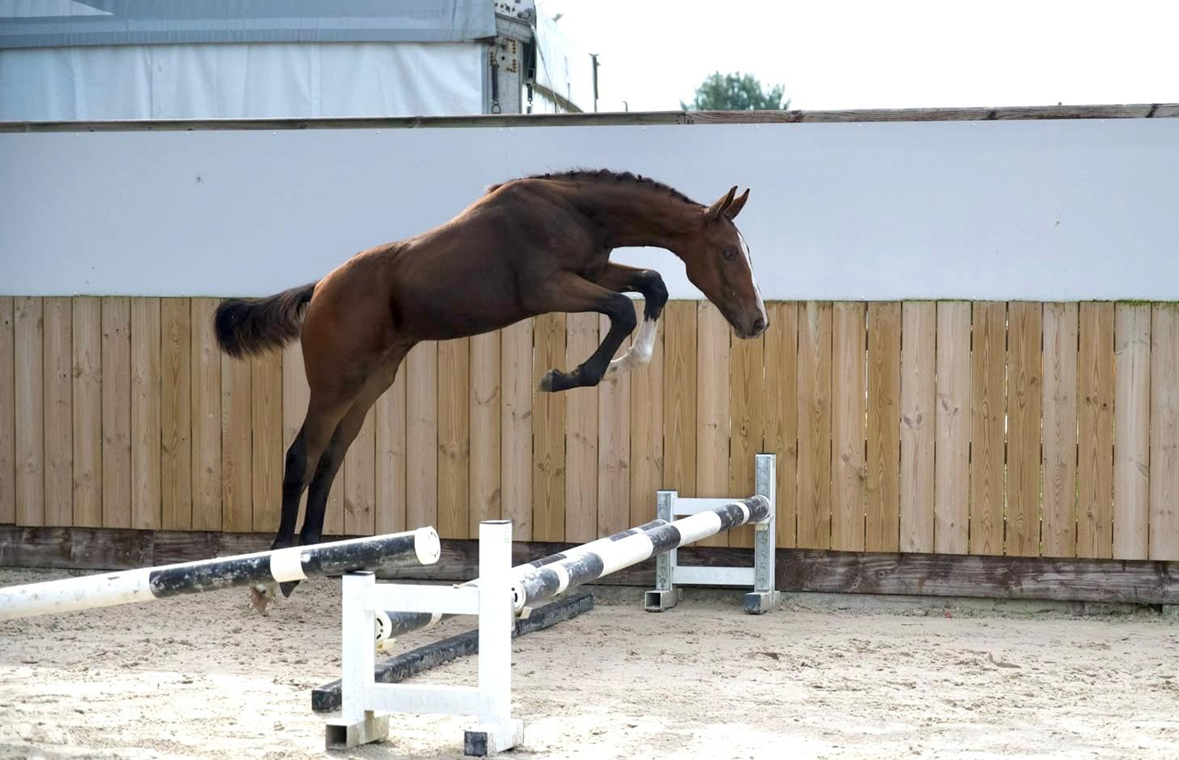 Caspernette W&C Z (CASPER DU CACHE POT Z x CORNET OBOLENSKY) - Image 1