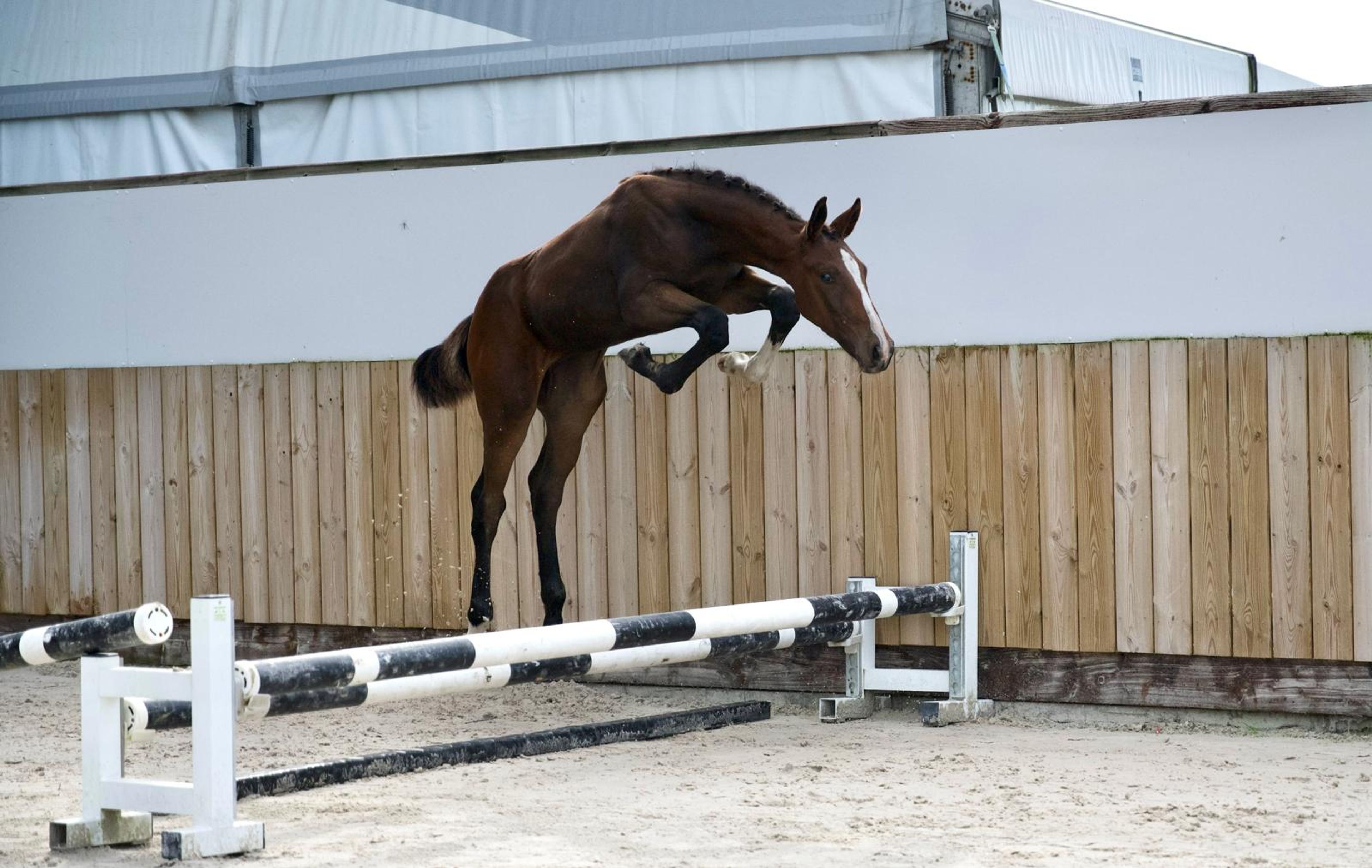 Caspernette W&C Z (CASPER DU CACHE POT Z x CORNET OBOLENSKY) - Image 2
