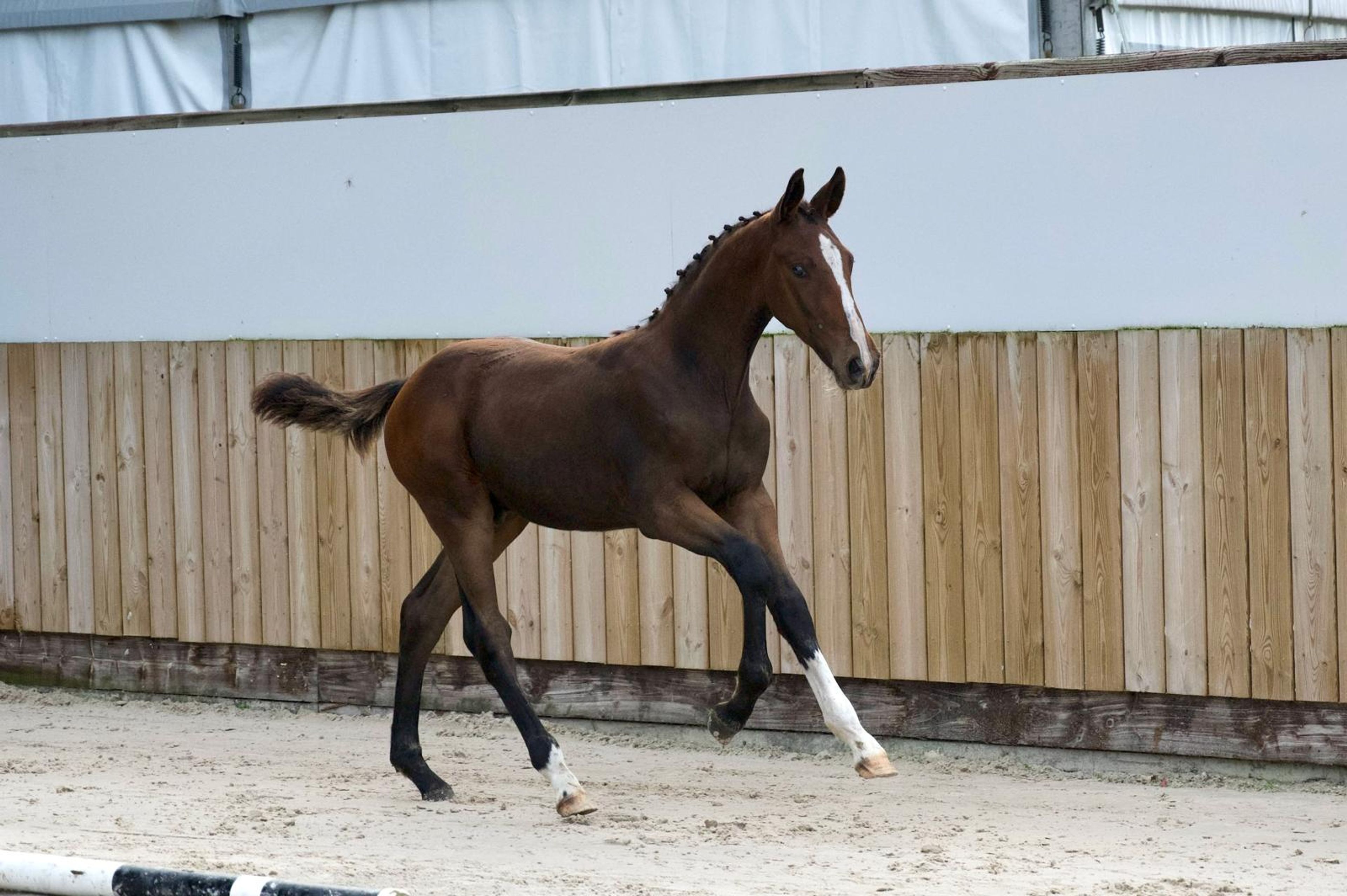 Caspernette W&C Z (CASPER DU CACHE POT Z x CORNET OBOLENSKY) - Image 3