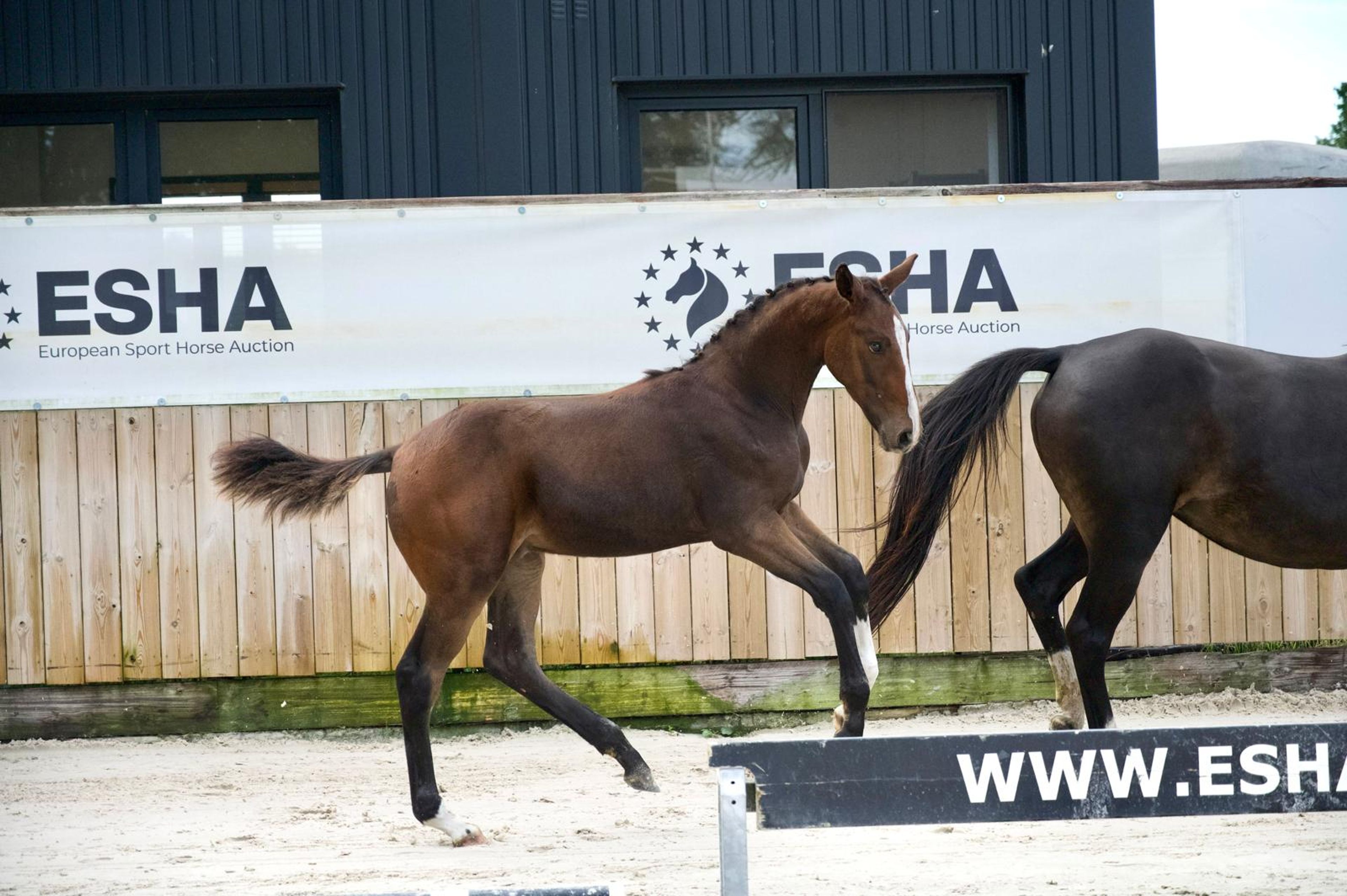 Caspernette W&C Z (CASPER DU CACHE POT Z x CORNET OBOLENSKY) - Image 5