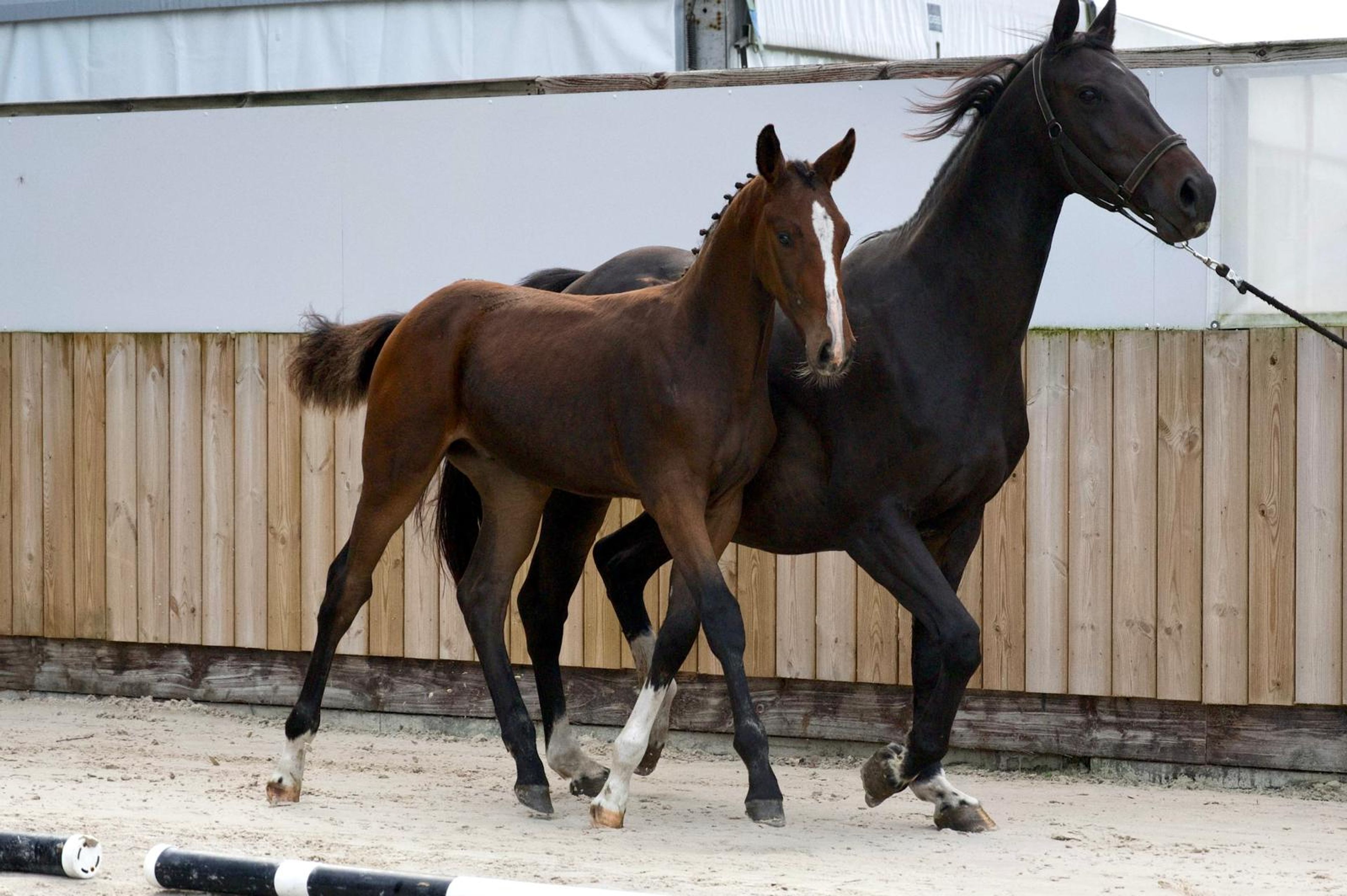 Caspernette W&C Z (CASPER DU CACHE POT Z x CORNET OBOLENSKY) - Image 6