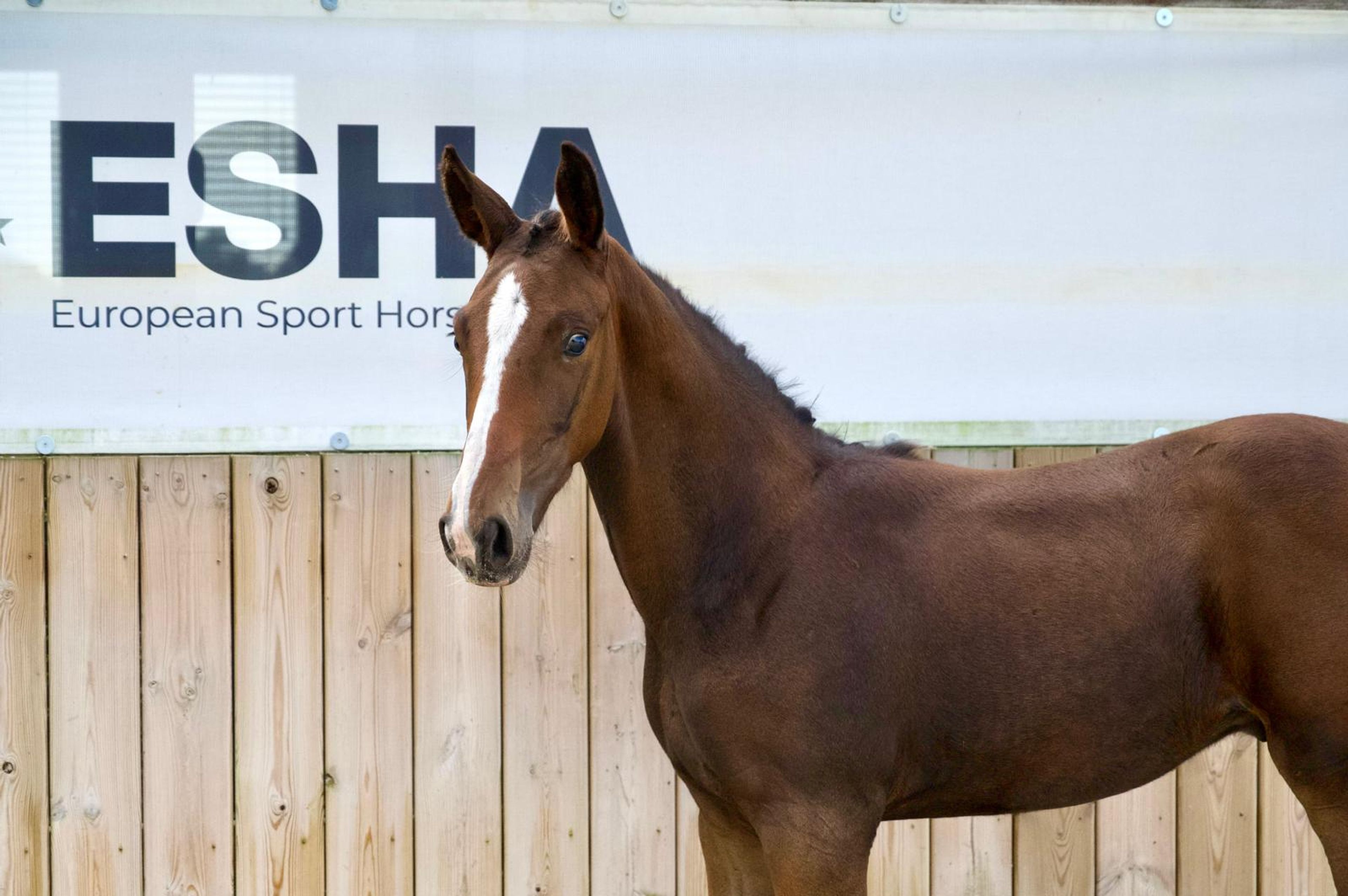 Caspernette W&C Z (CASPER DU CACHE POT Z x CORNET OBOLENSKY) - Image 7