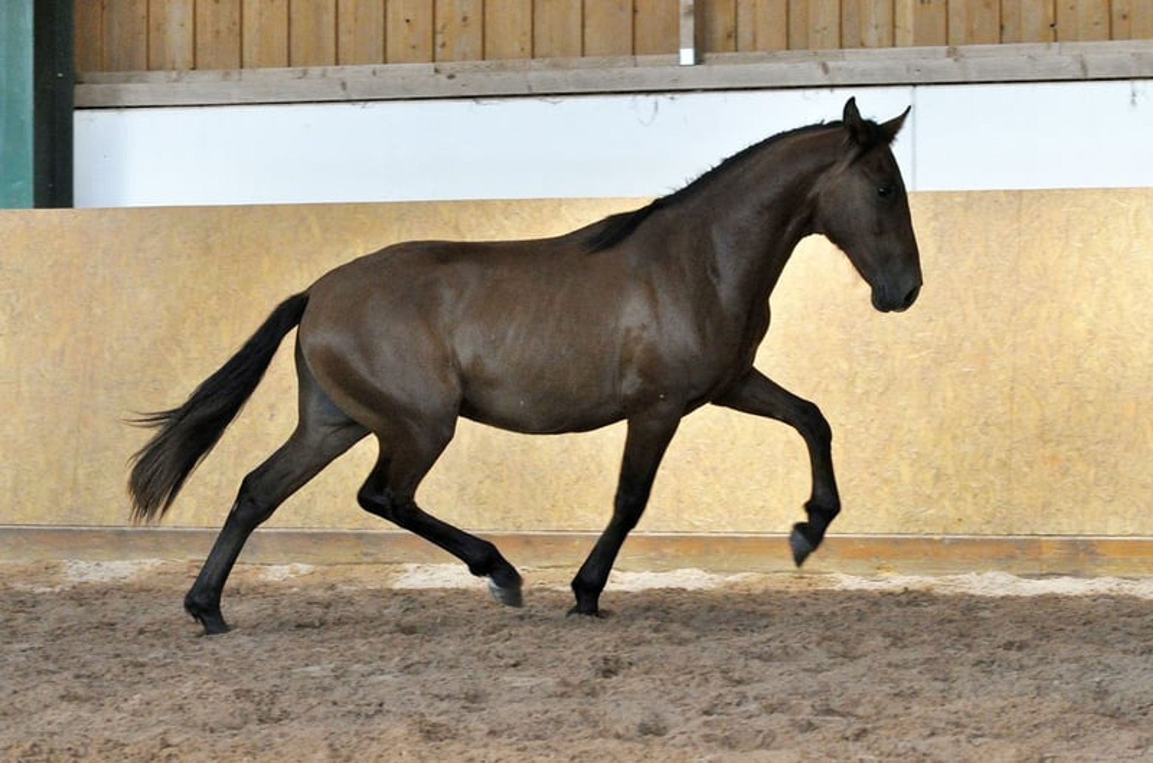 Stylish PRE young stallion
