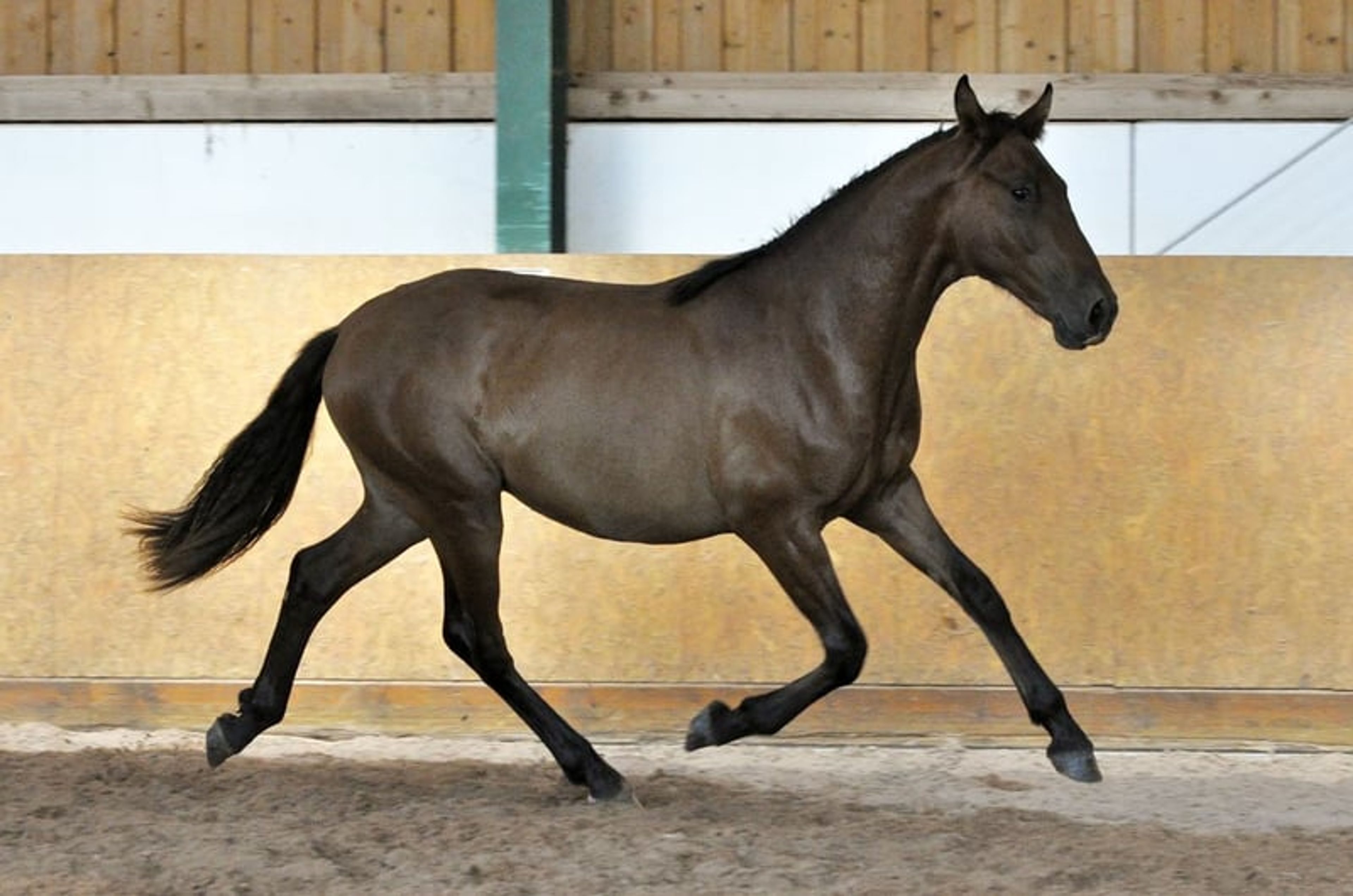 Stylish PRE young stallion - Image 2