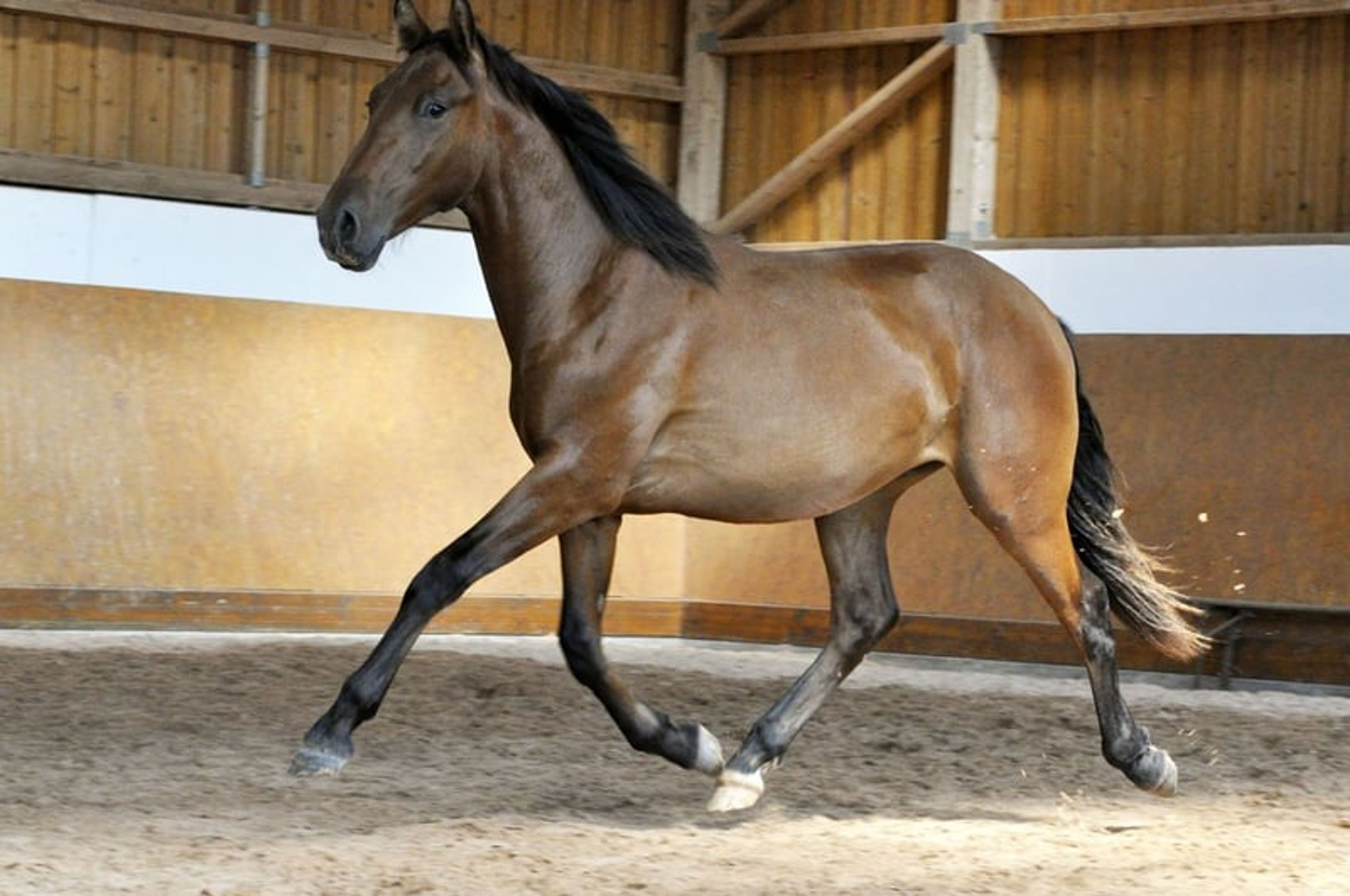 Stylish PRE young stallion - Image 3