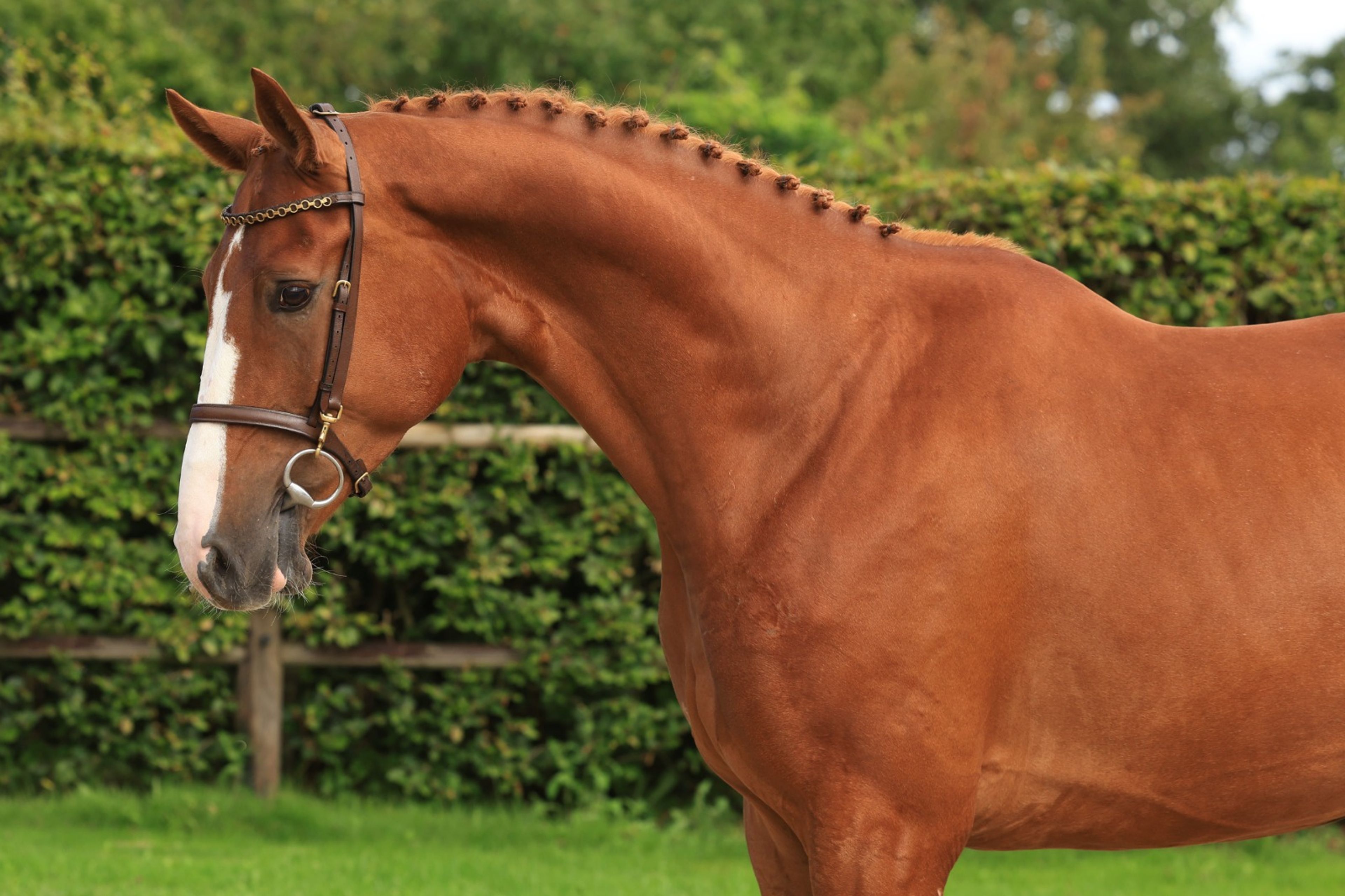 Floris Fürst (FLORIS PRINCE x WOLKENTANZ I) - Image 1