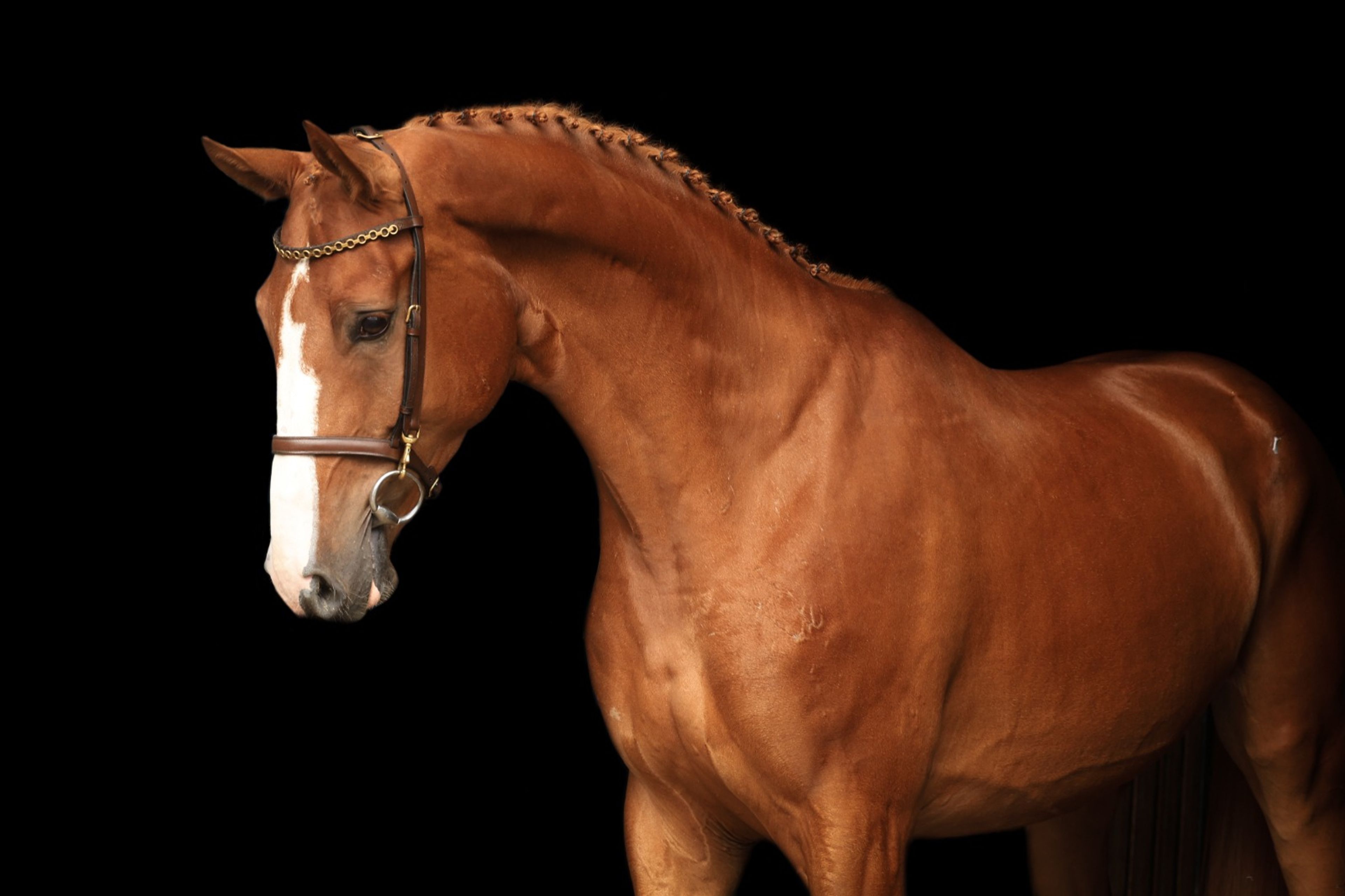 Floris Fürst (FLORIS PRINCE x WOLKENTANZ I) - Image 2