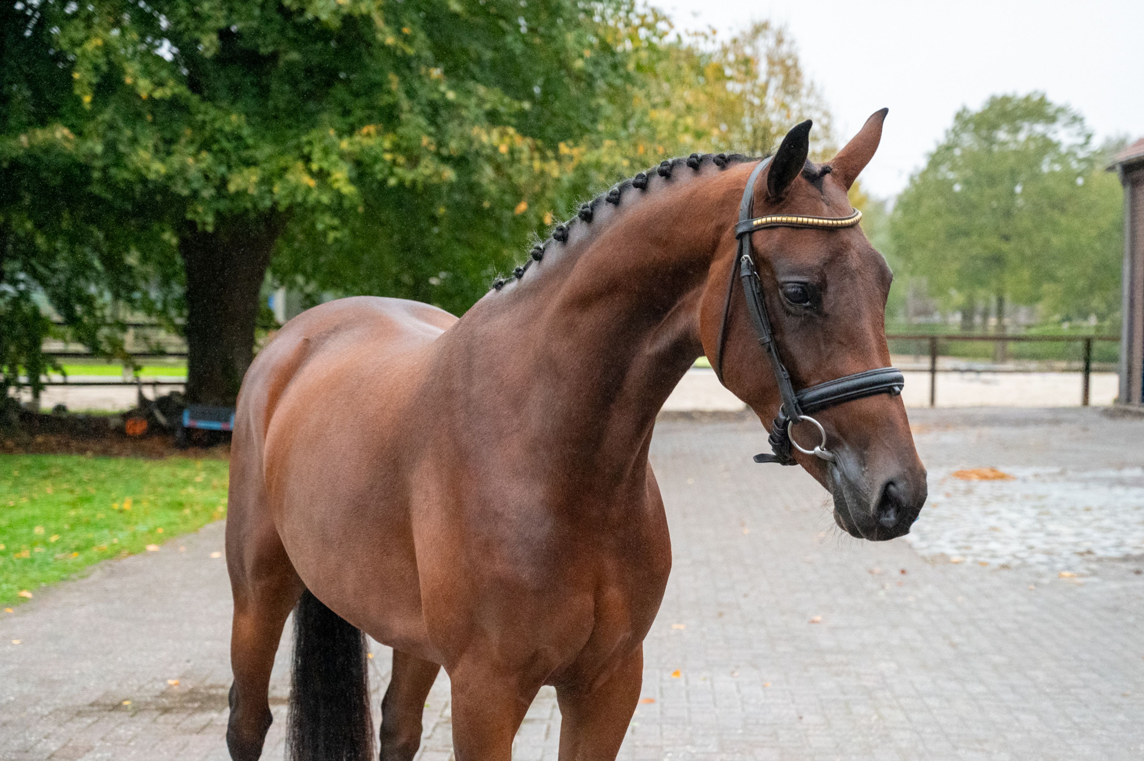 HRH Diana EN (LYOTARD x ULFT) - Image 1