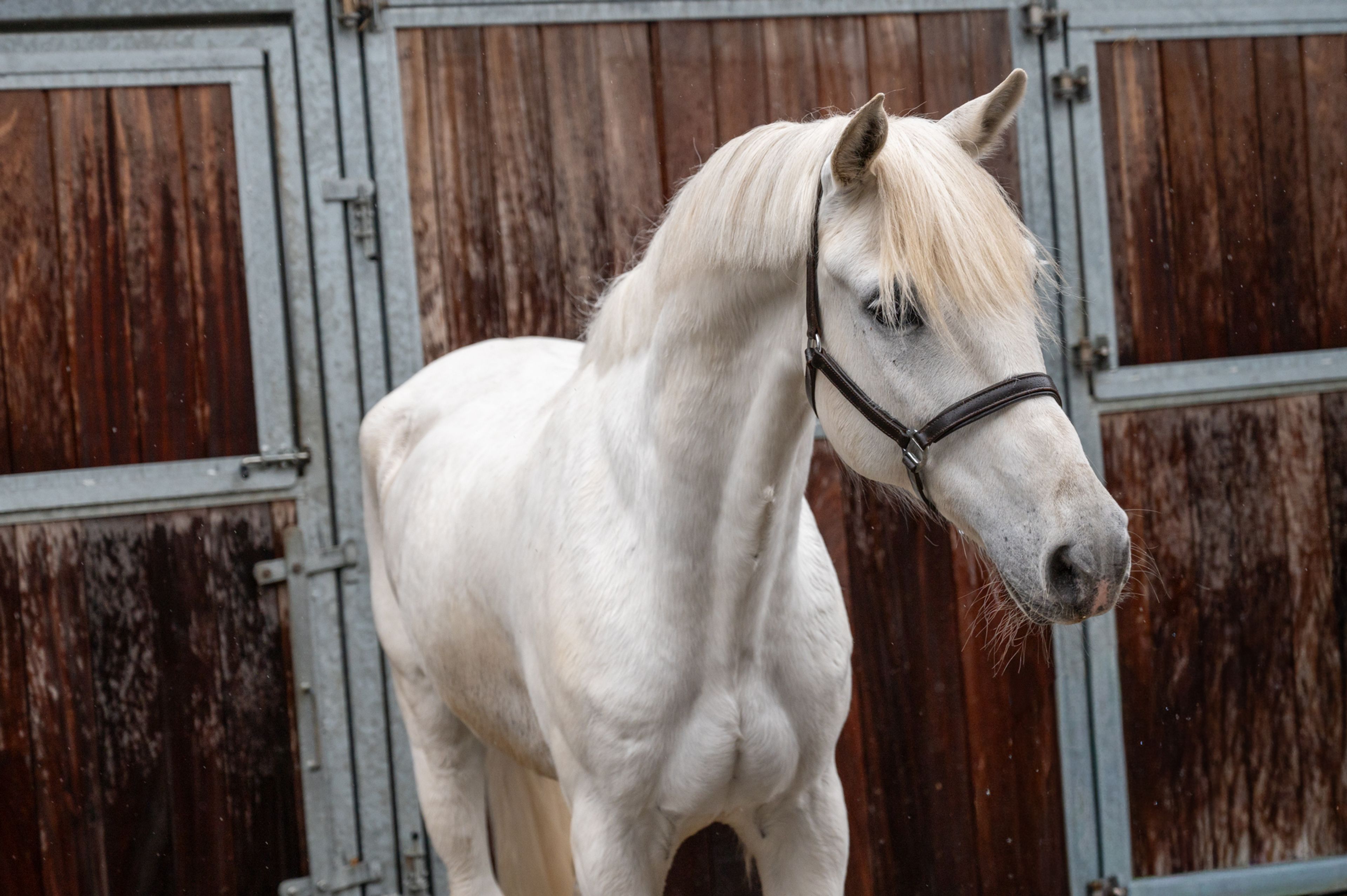 Sam vd Groenheuvel (ICE AND FIRE D'ABRAN x TOP BALINO) - Image 1
