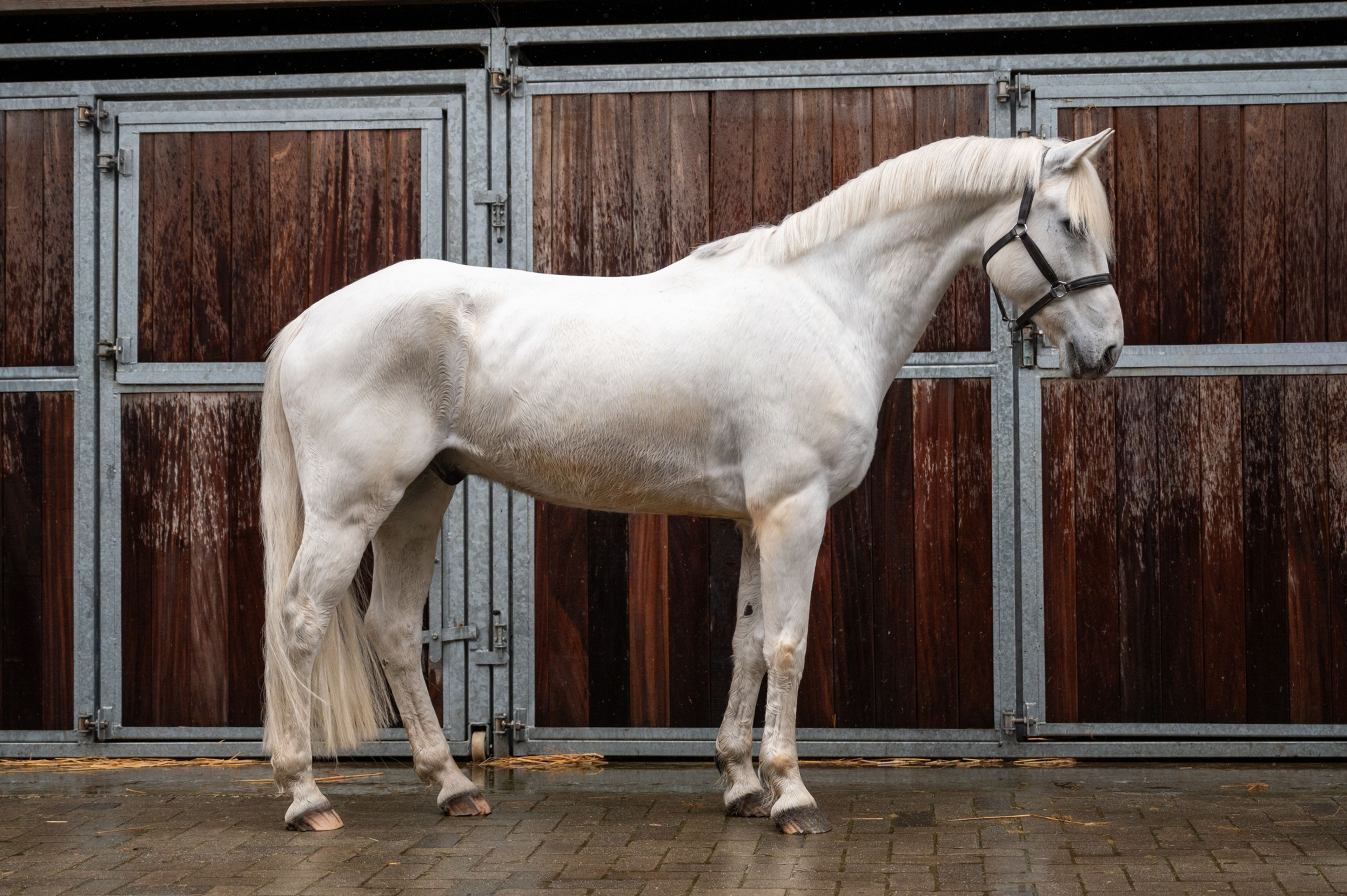Sam vd Groenheuvel (ICE AND FIRE D'ABRAN x TOP BALINO) - Image 2