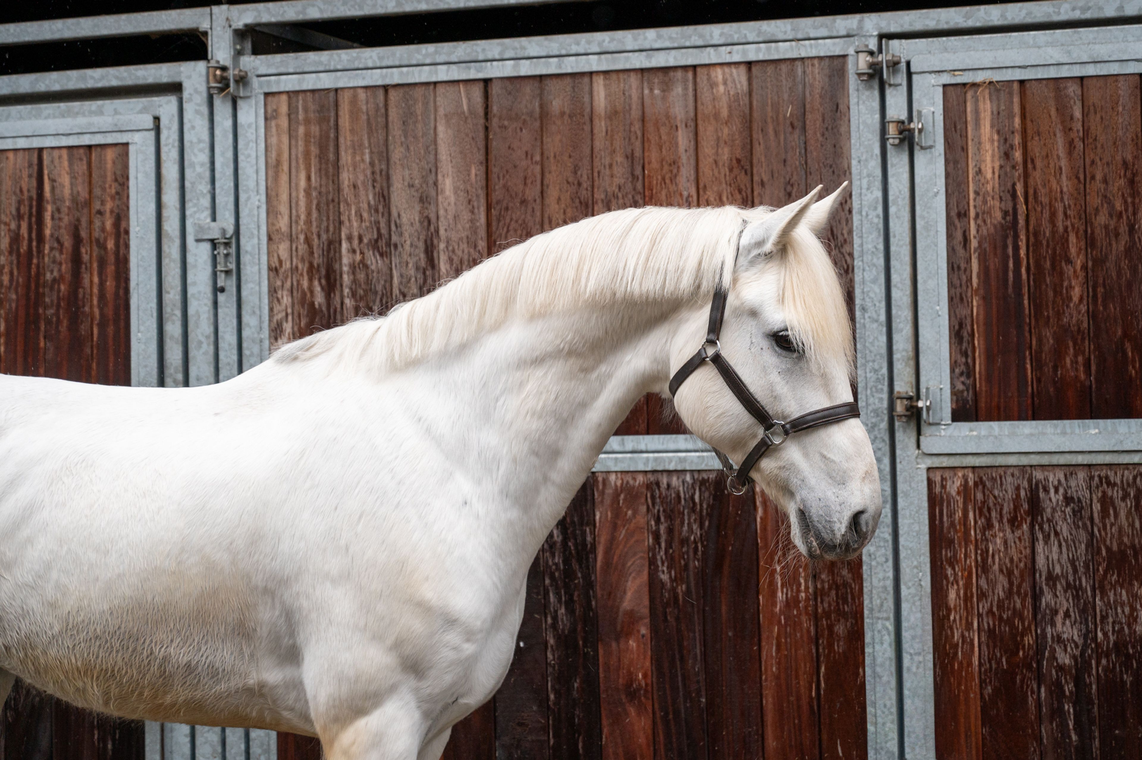 Sam vd Groenheuvel (ICE AND FIRE D'ABRAN x TOP BALINO) - Image 3