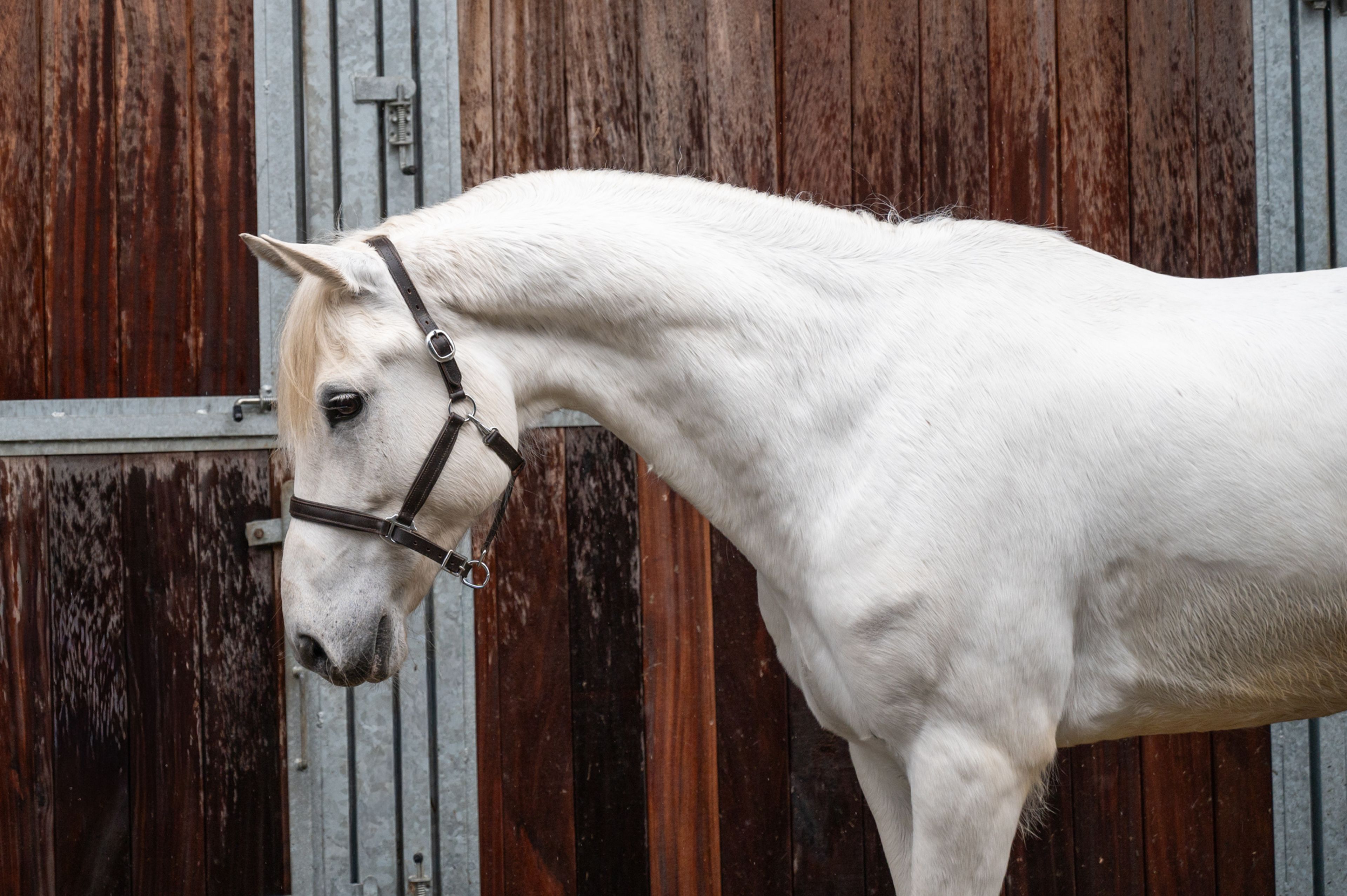 Sam vd Groenheuvel (ICE AND FIRE D'ABRAN x TOP BALINO) - Image 4