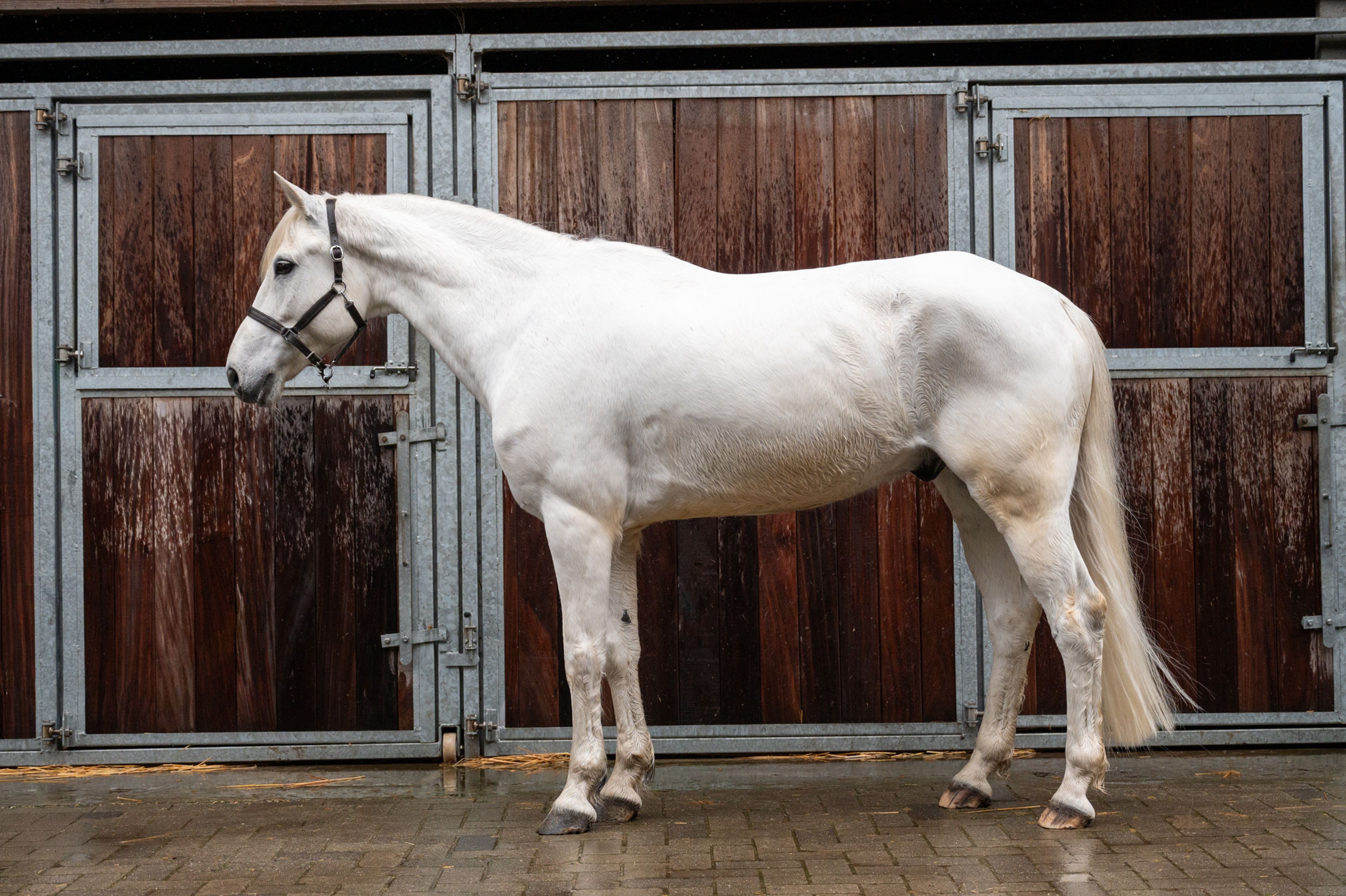 Sam vd Groenheuvel (ICE AND FIRE D'ABRAN x TOP BALINO) - Image 5