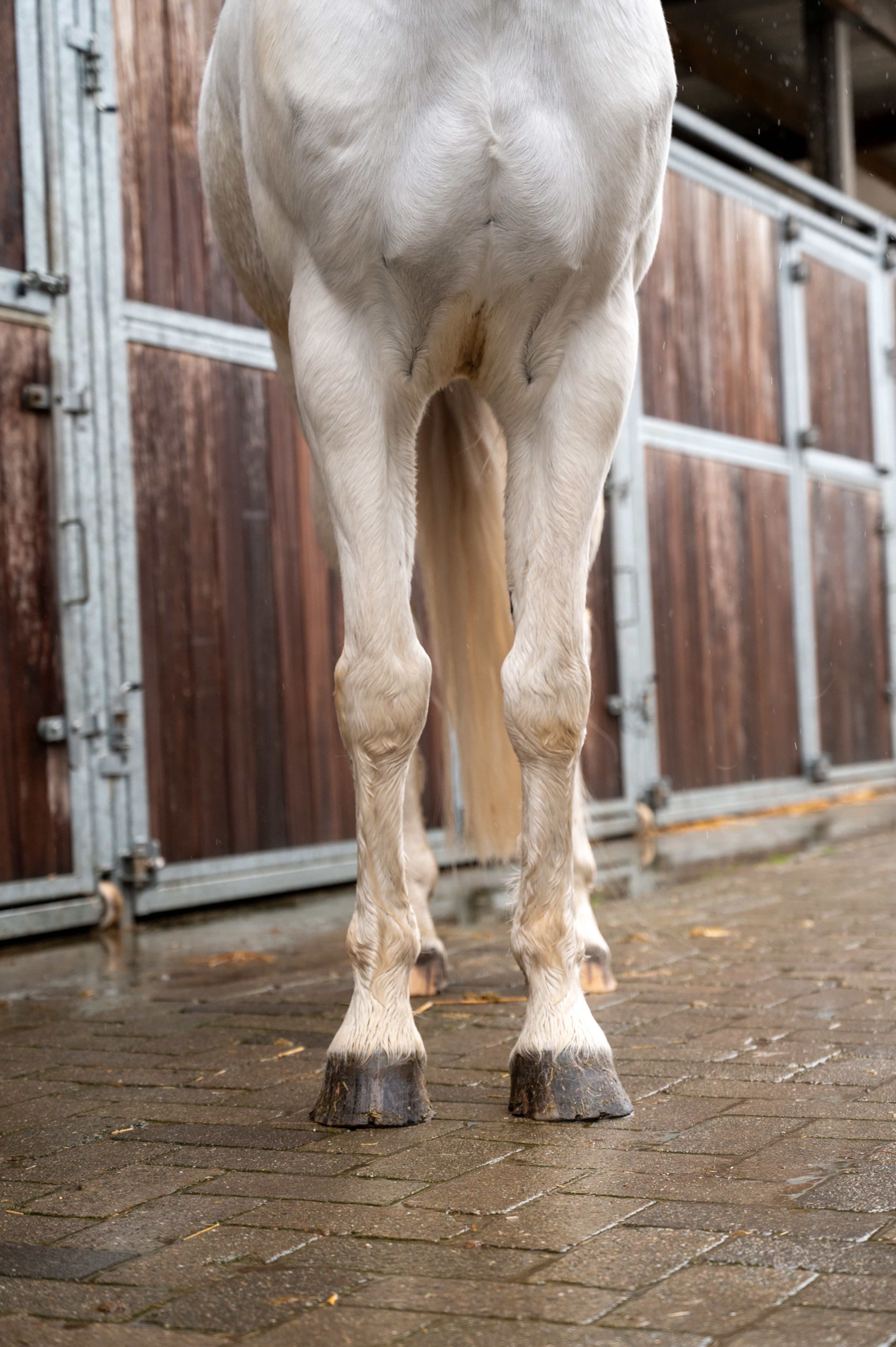 Sam vd Groenheuvel (ICE AND FIRE D'ABRAN x TOP BALINO) - Image 6