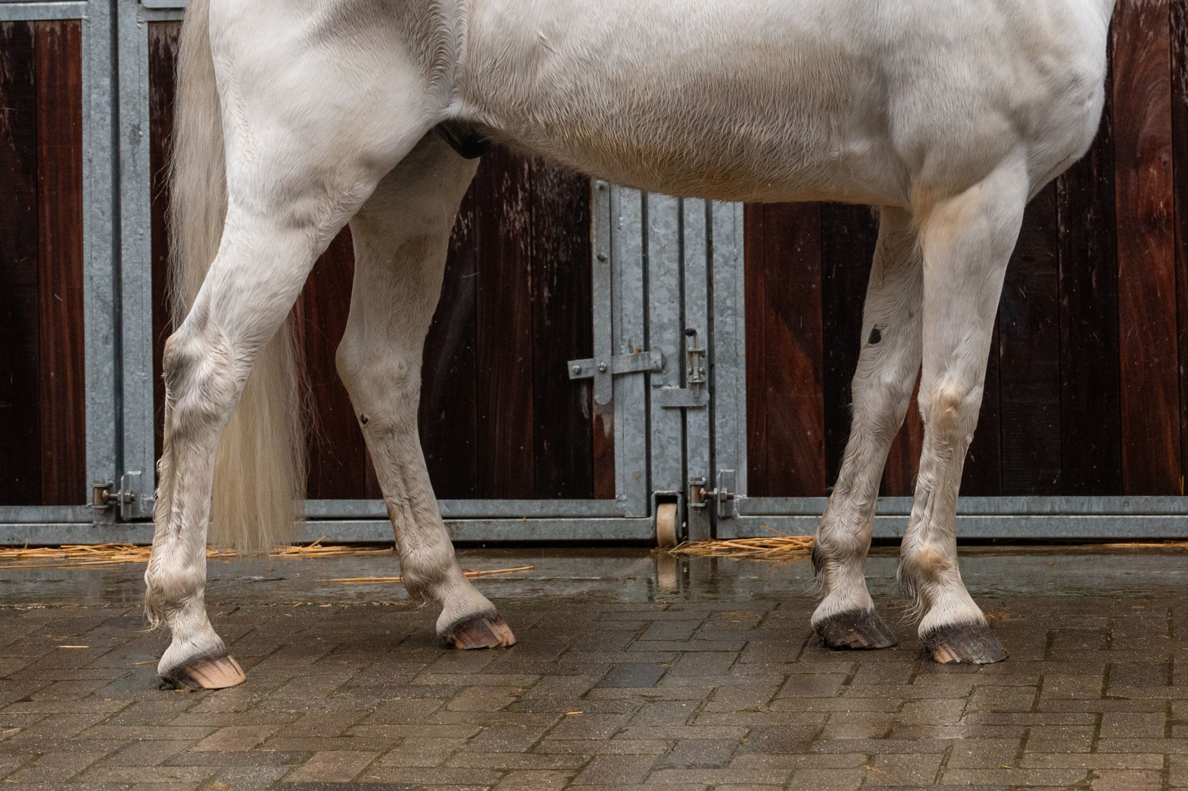 Sam vd Groenheuvel (ICE AND FIRE D'ABRAN x TOP BALINO) - Image 7