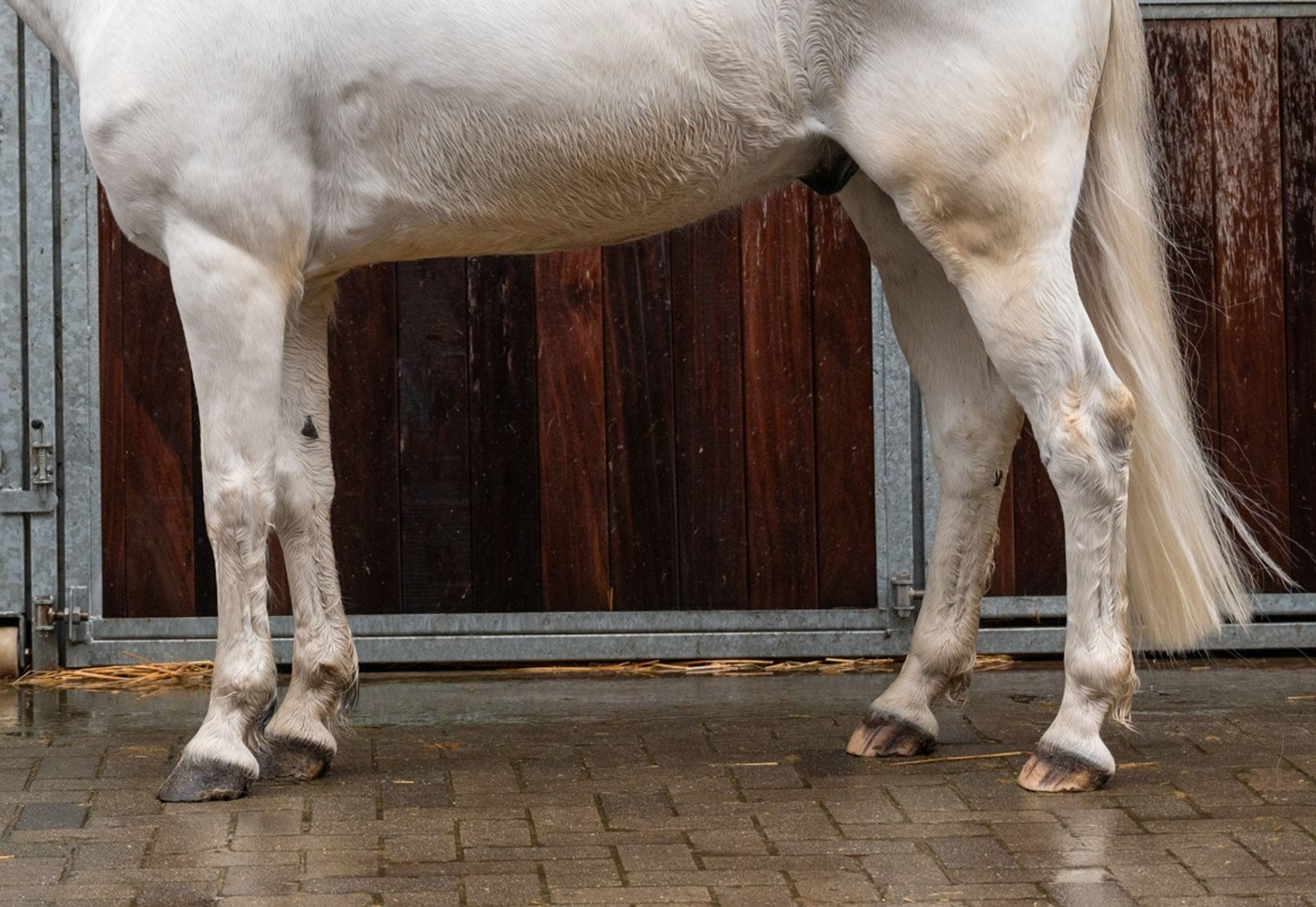 Sam vd Groenheuvel (ICE AND FIRE D'ABRAN x TOP BALINO) - Image 8