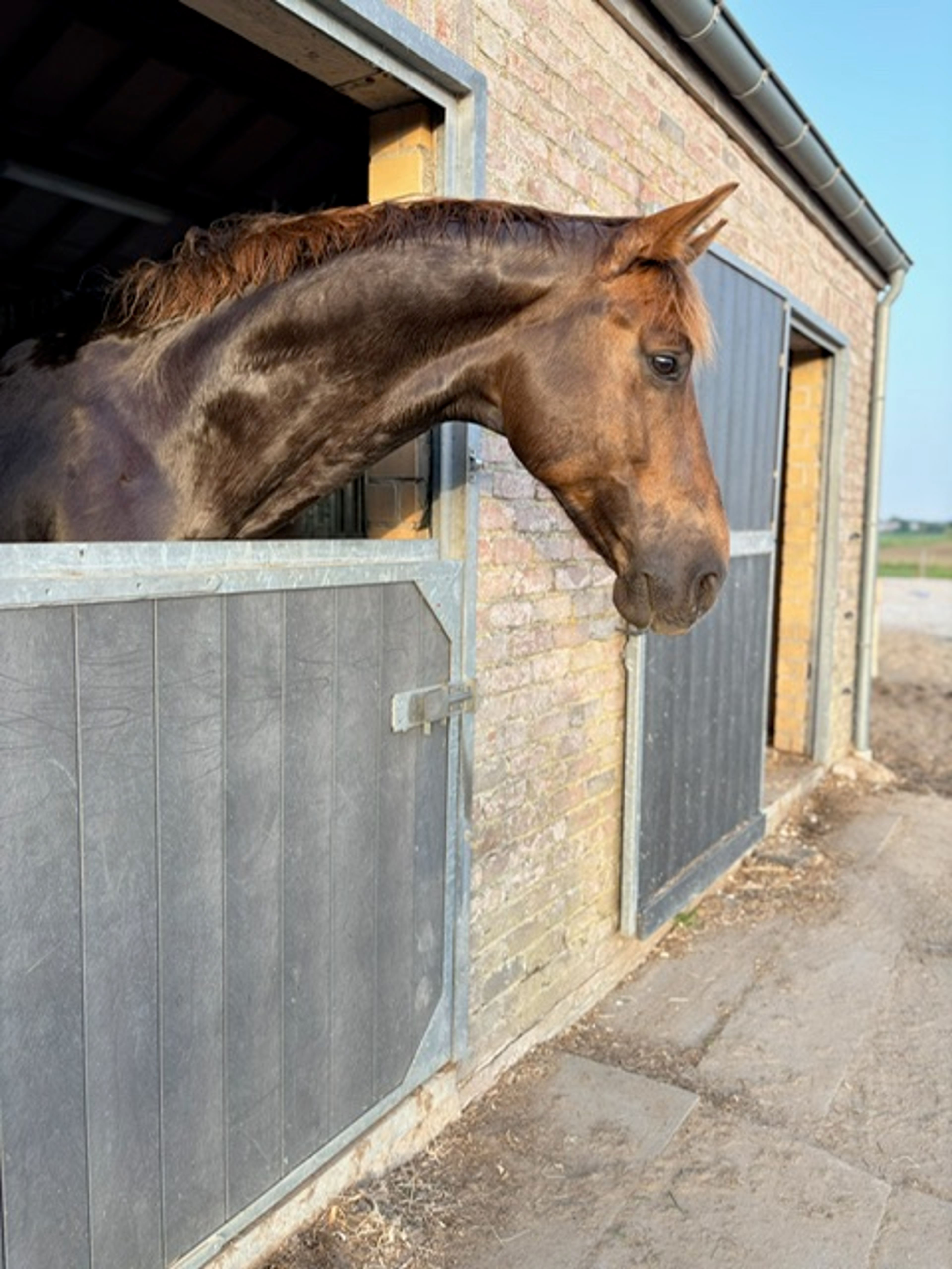 Nereus B ☆ (EVERDALE x VIVALDI) - Image 1