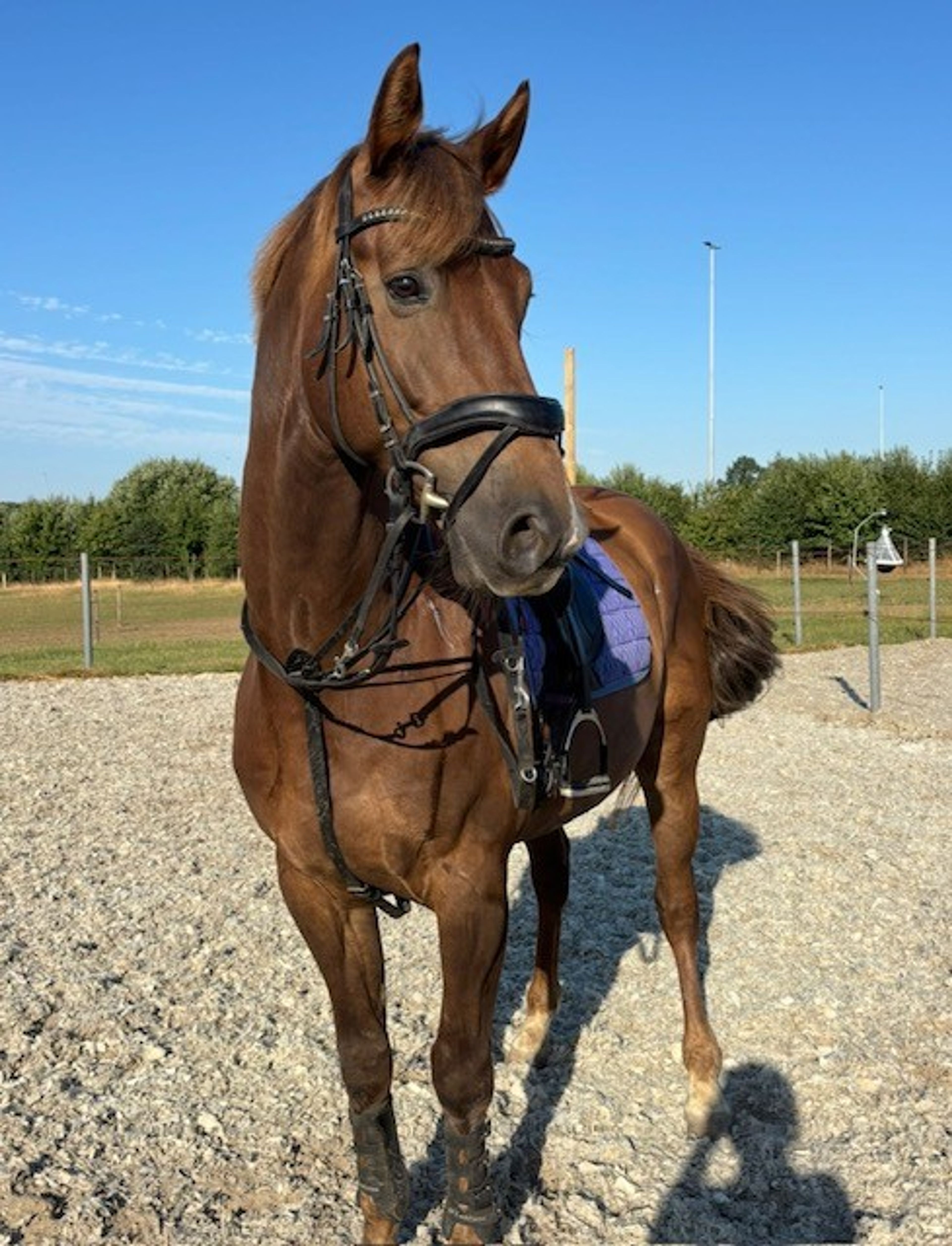 Nereus B ☆ (EVERDALE x VIVALDI) - Image 2