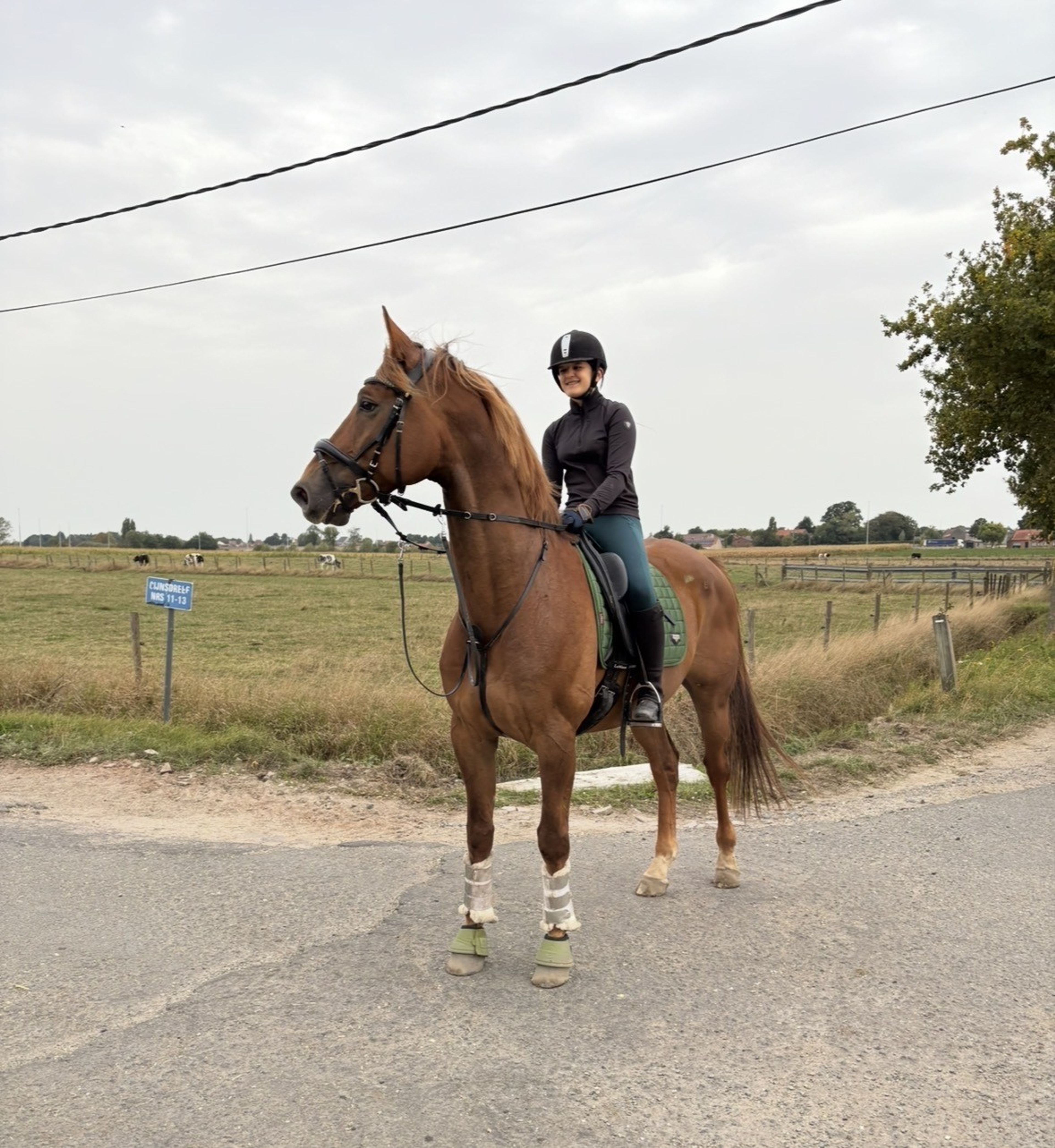 Nereus B ☆ (EVERDALE x VIVALDI) - Image 3