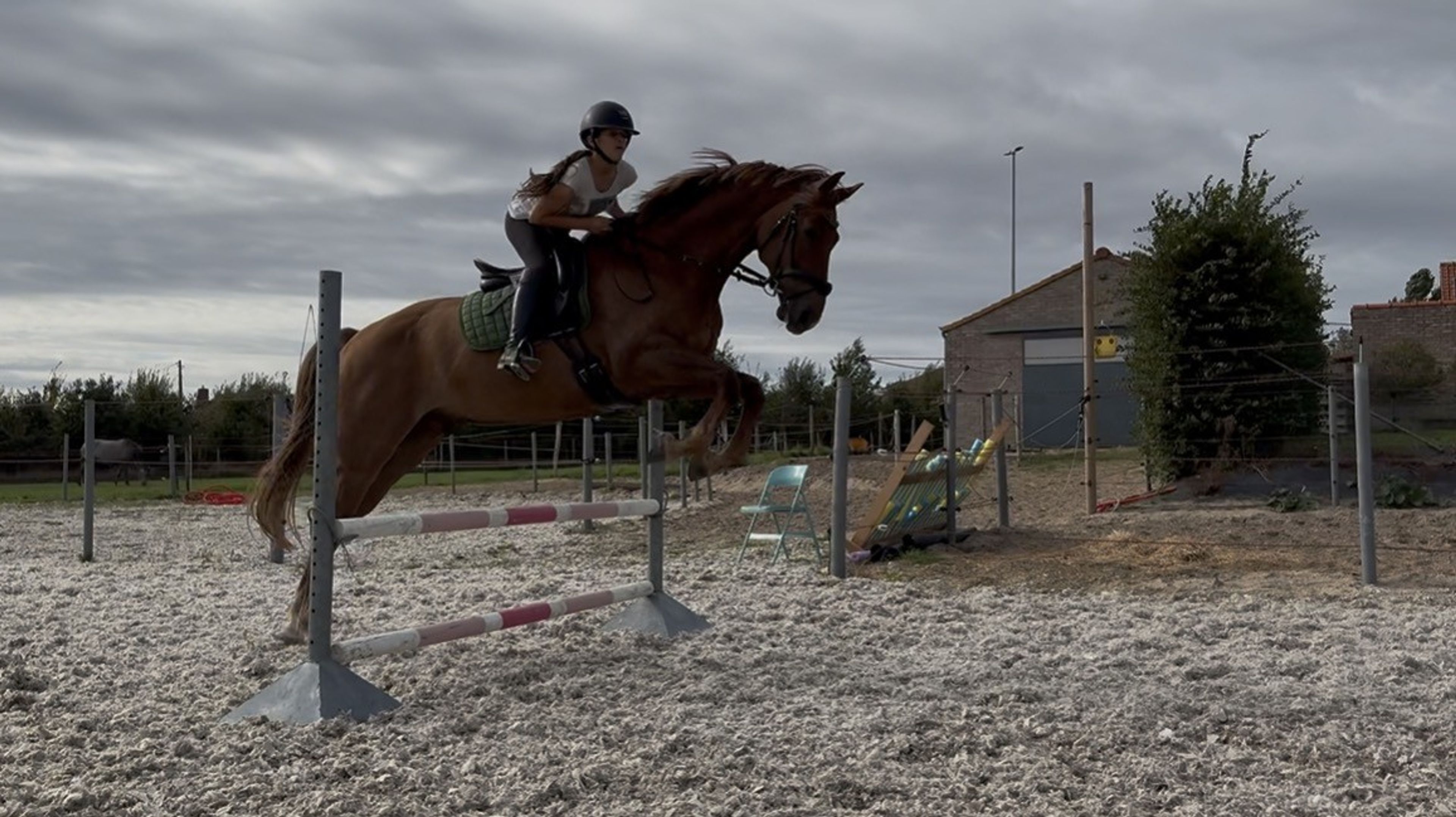 Nereus B ☆ (EVERDALE x VIVALDI) - Image 4