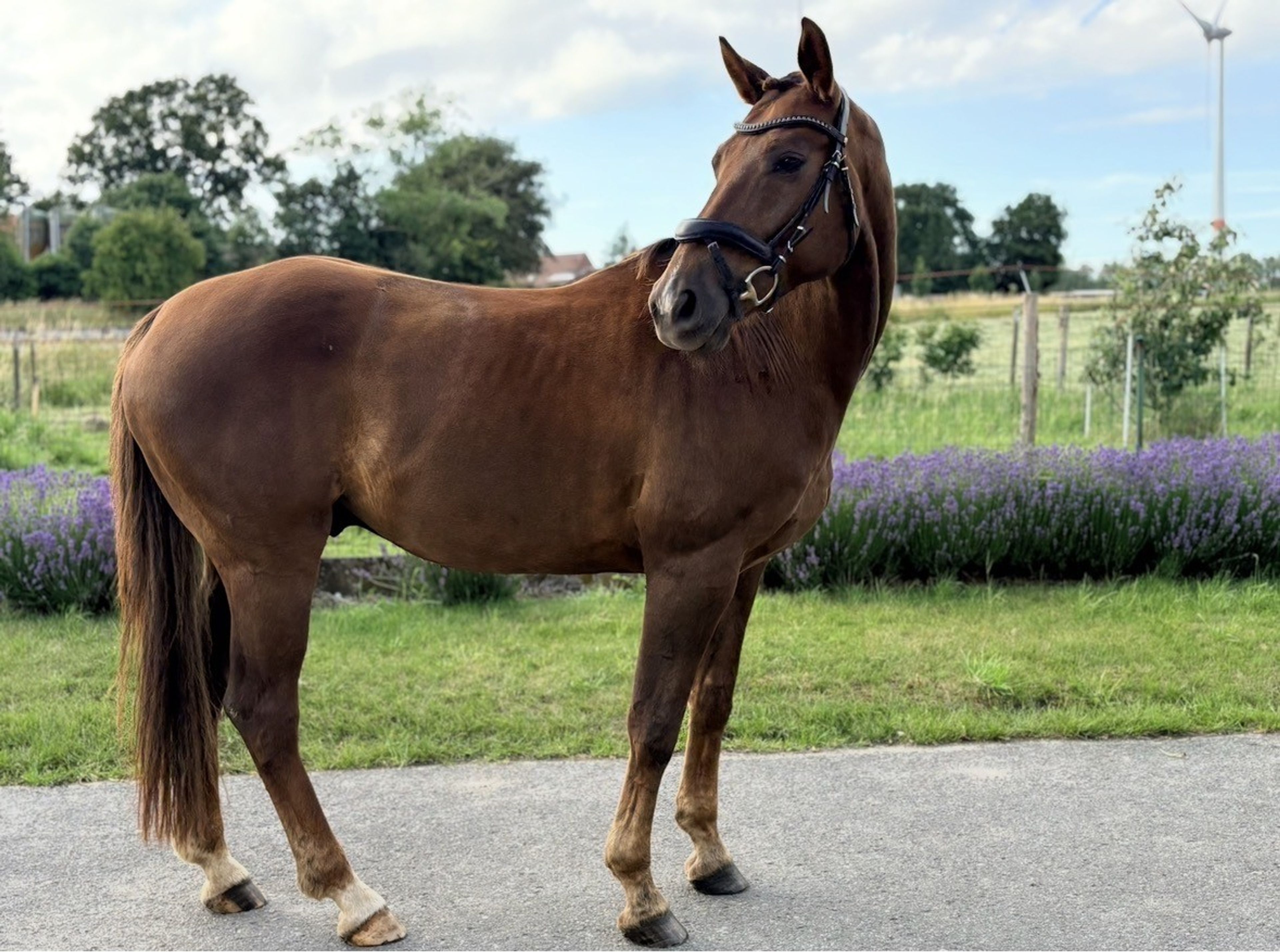 Nereus B ☆ (EVERDALE x VIVALDI) - Image 5