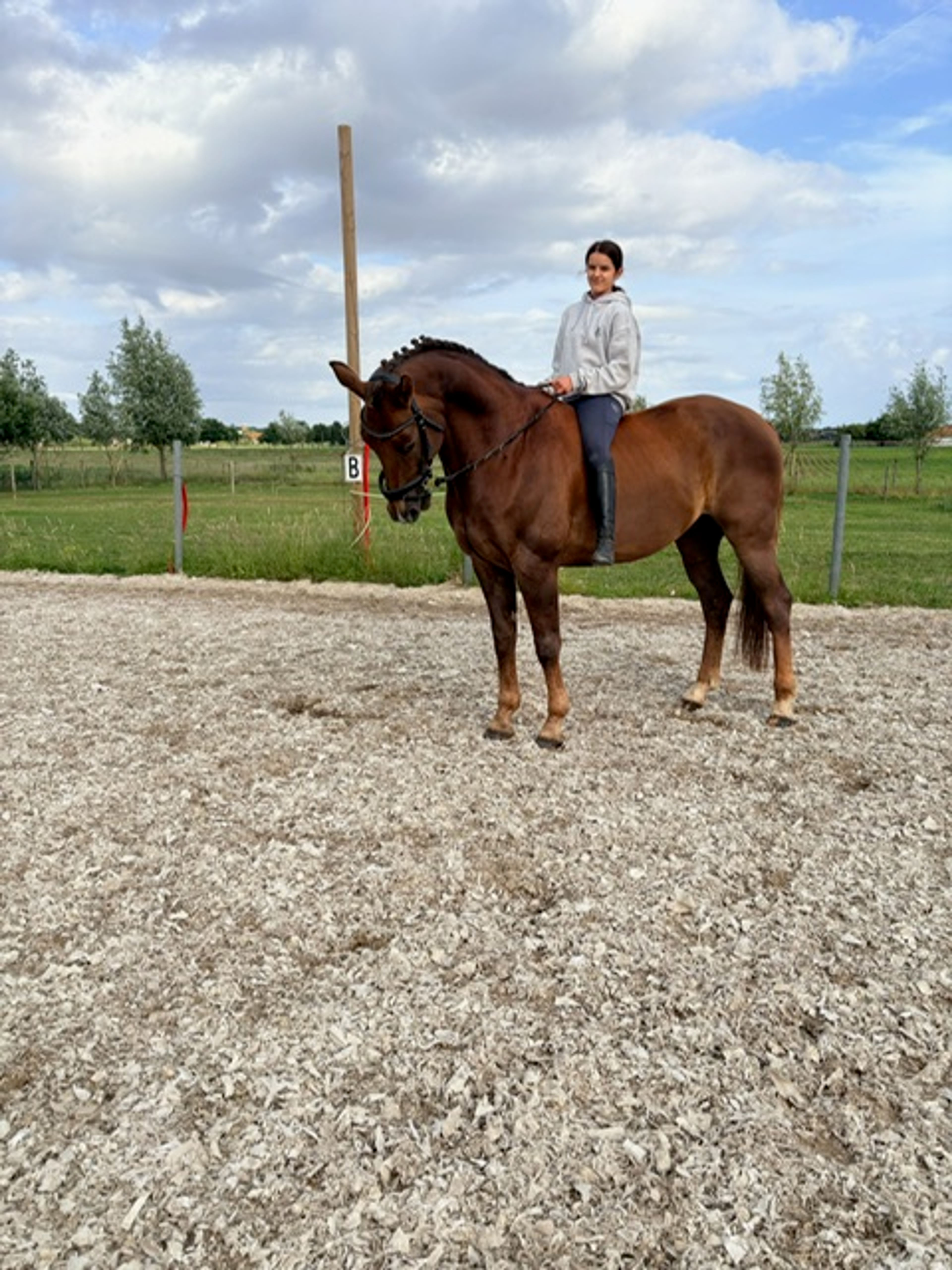 Nereus B ☆ (EVERDALE x VIVALDI) - Image 6