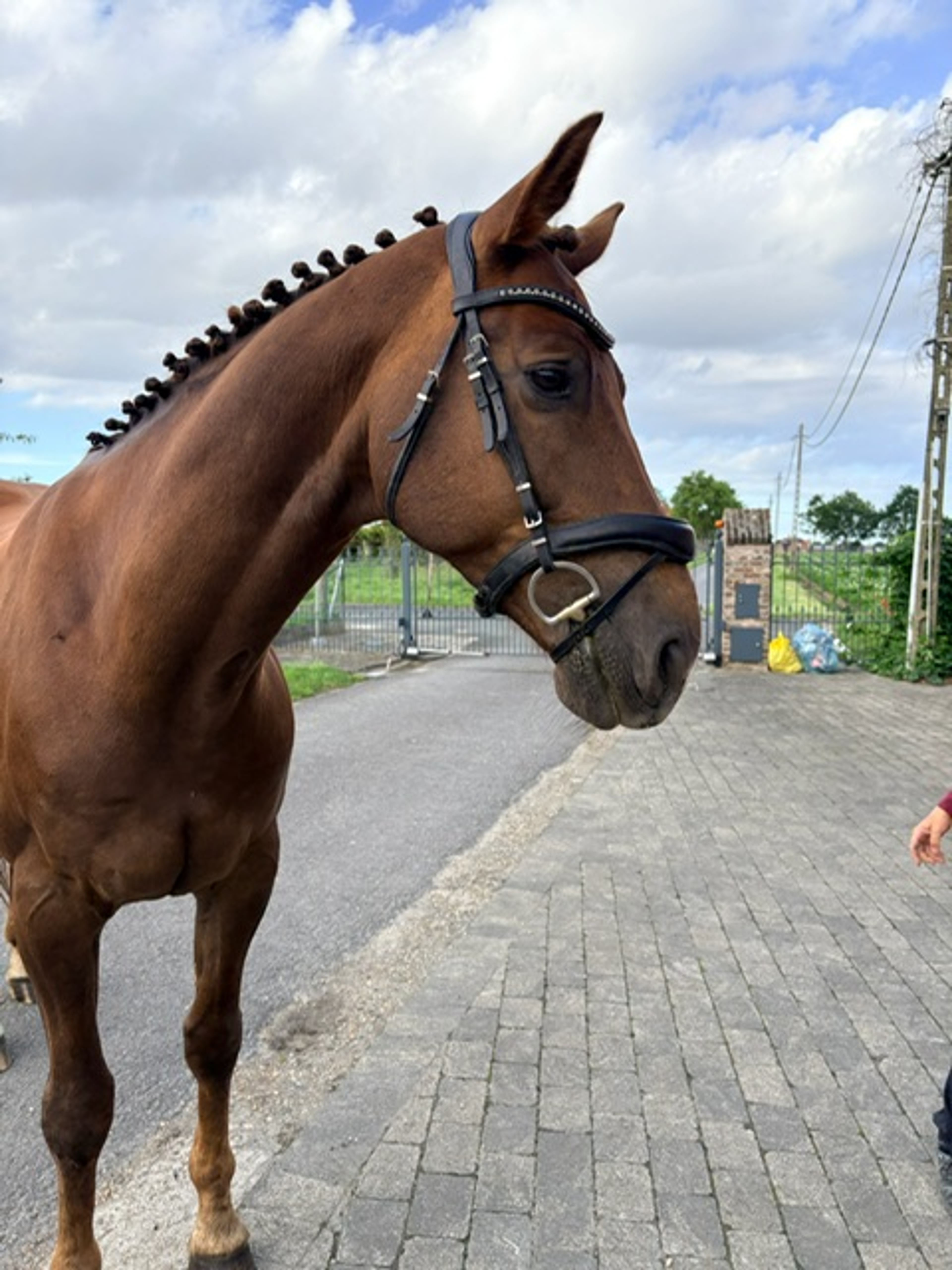 Nereus B ☆ (EVERDALE x VIVALDI) - Image 8