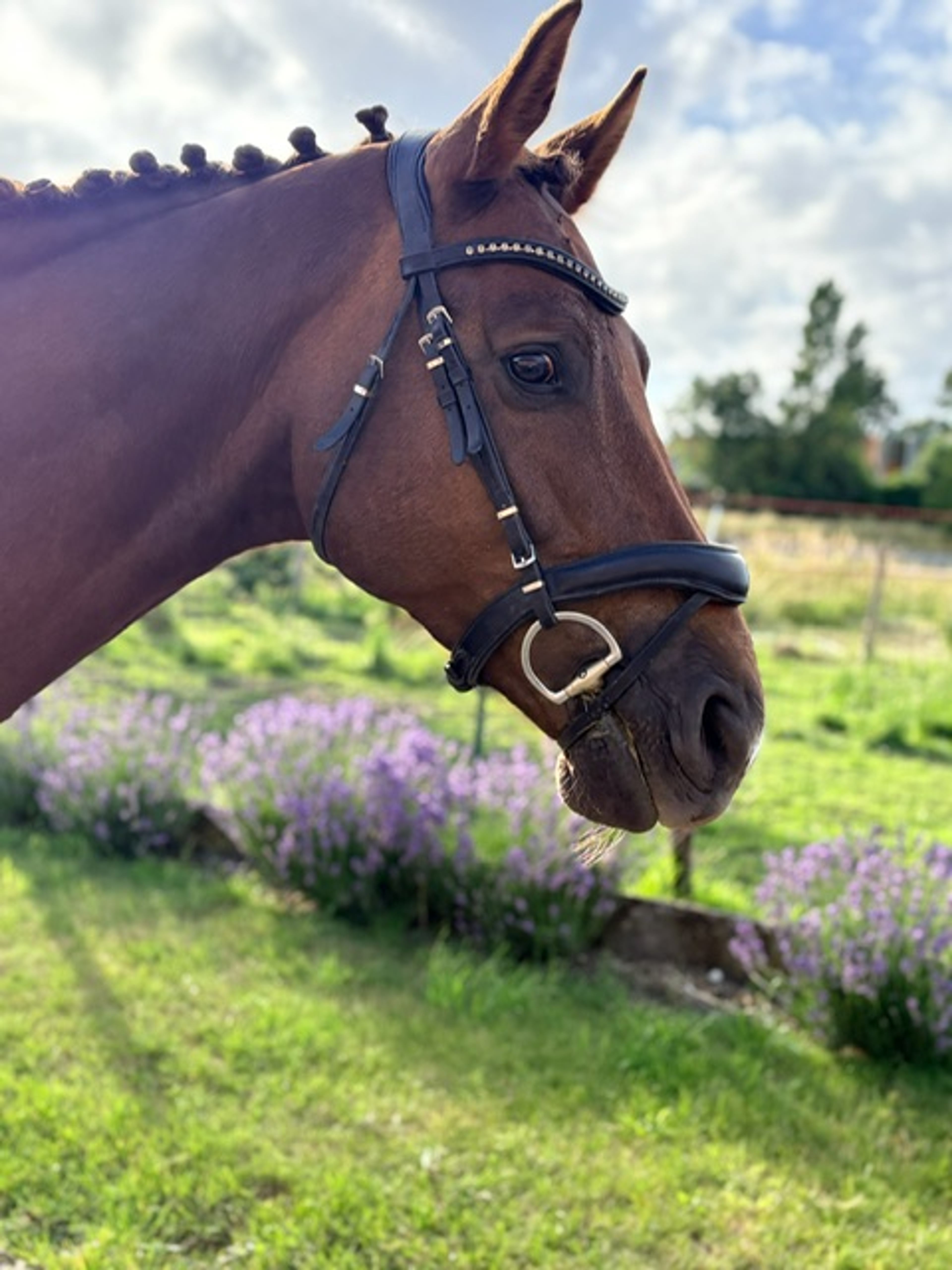 Nereus B ☆ (EVERDALE x VIVALDI) - Image 9