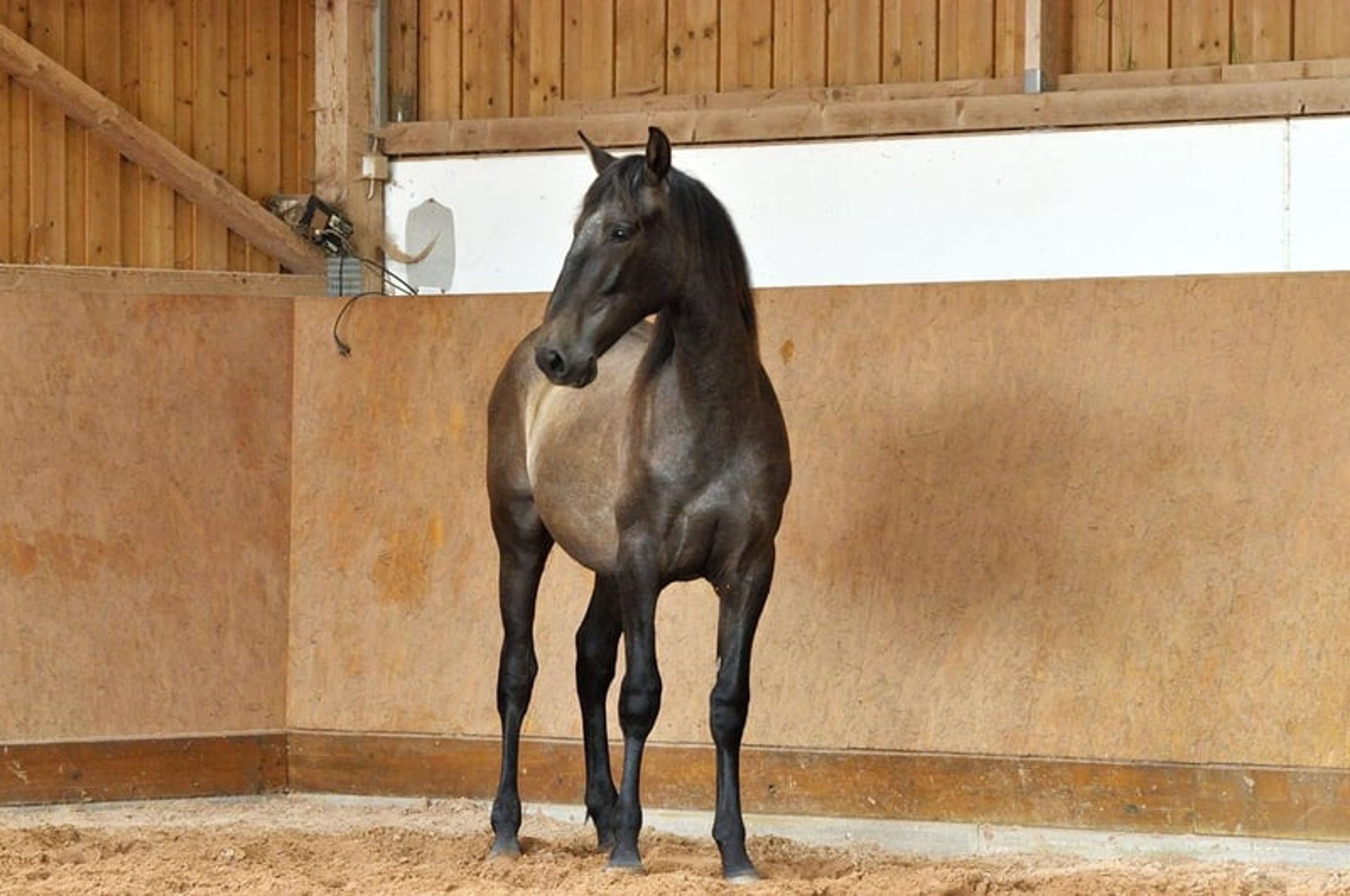Beautiful 3-year-old PRE (Pure Spanish Horse)