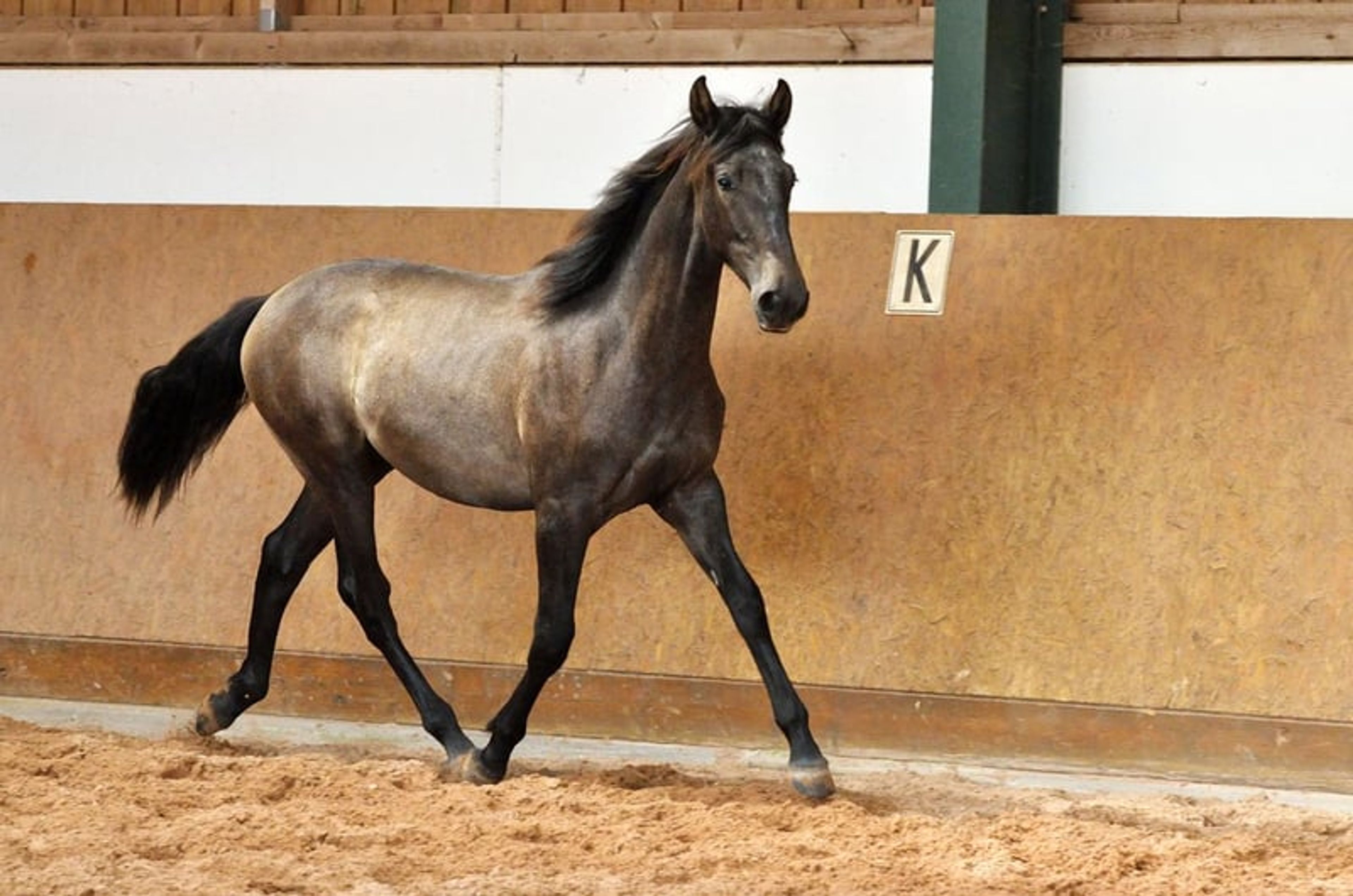 Beautiful 3-year-old PRE (Pure Spanish Horse) - Image 2