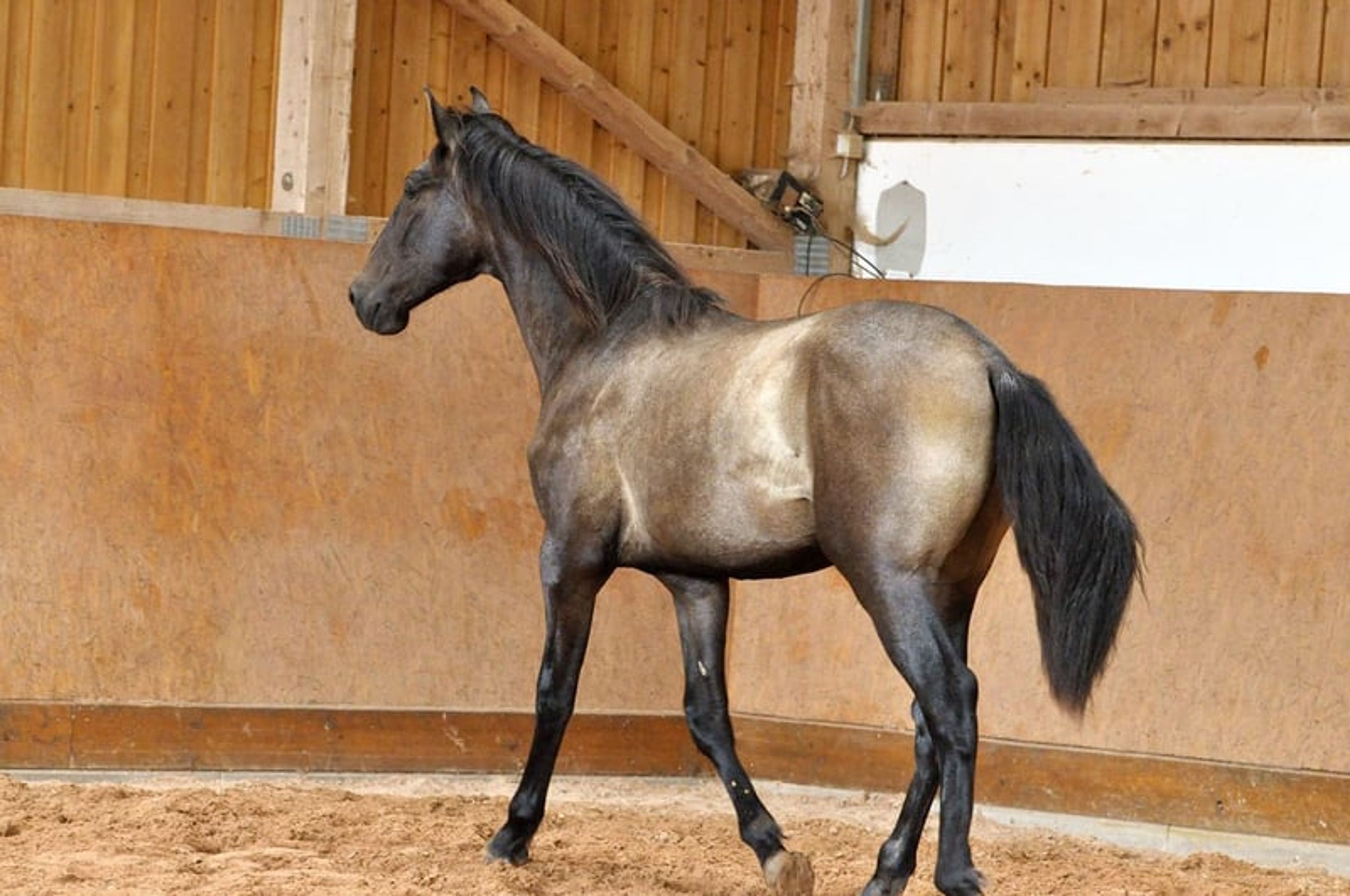 Beautiful 3-year-old PRE (Pure Spanish Horse) - Image 3