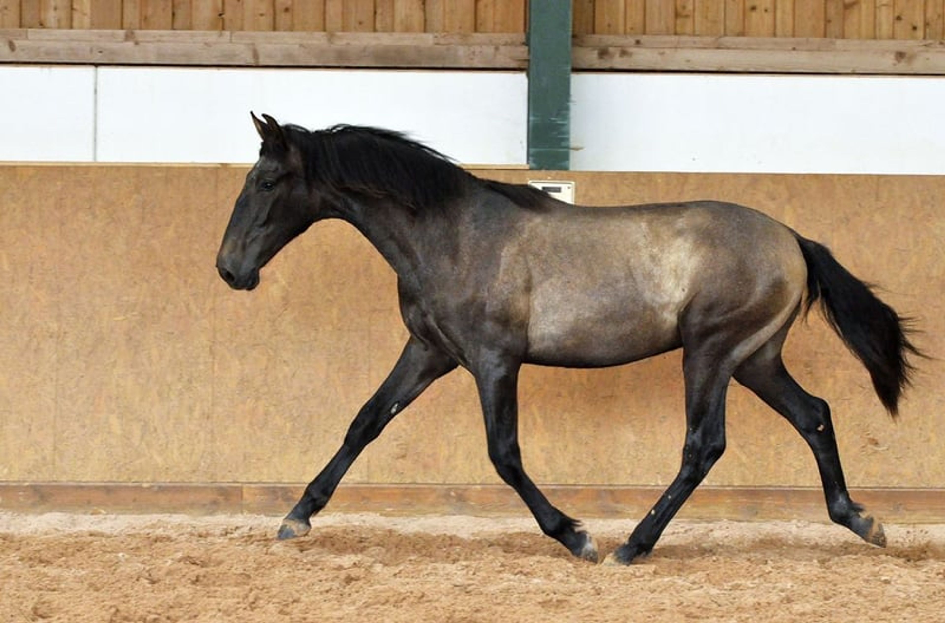 Beautiful 3-year-old PRE (Pure Spanish Horse) - Image 4