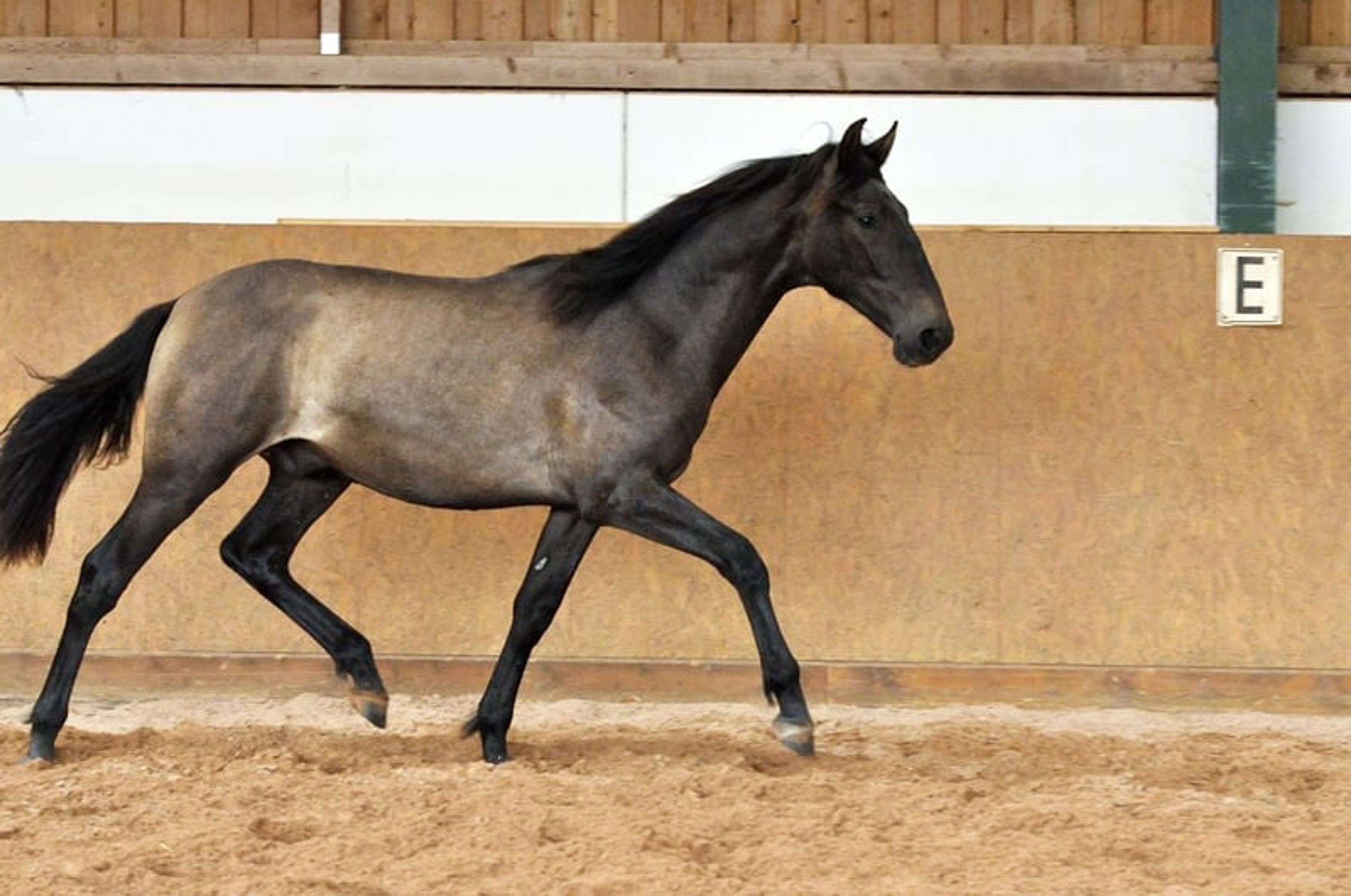 Beautiful 3-year-old PRE (Pure Spanish Horse) - Image 5
