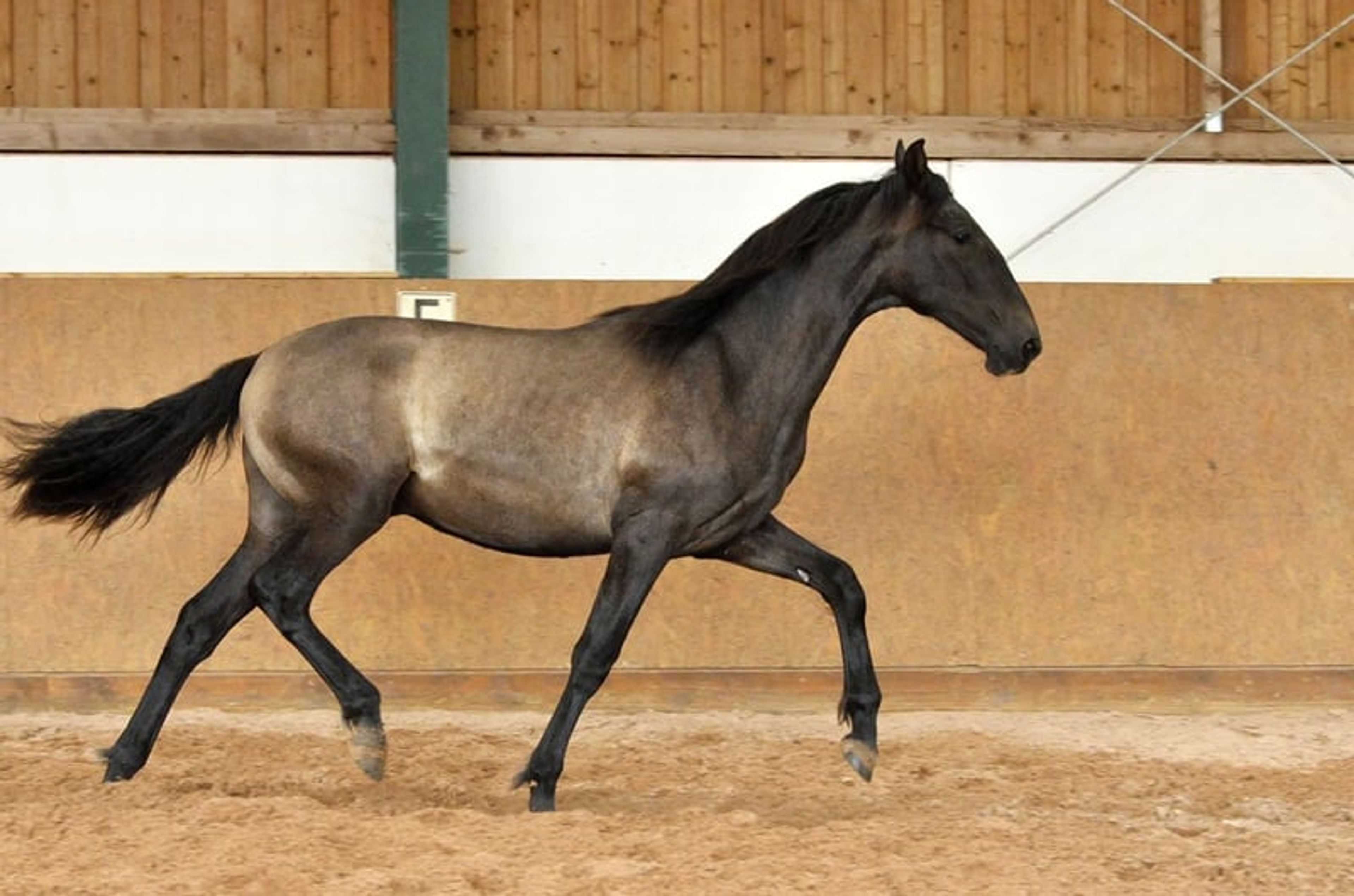 Beautiful 3-year-old PRE (Pure Spanish Horse) - Image 6