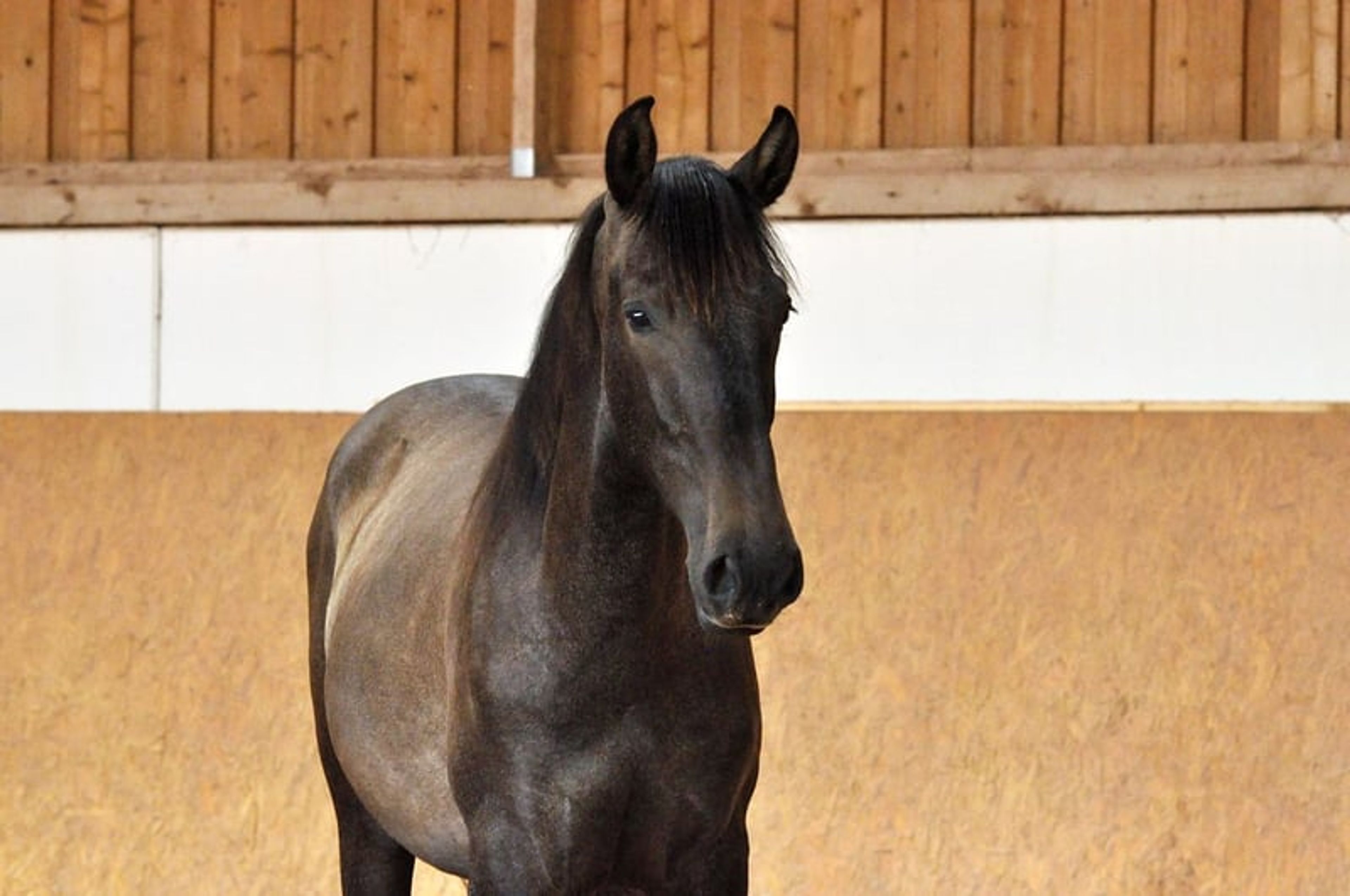 Beautiful 3-year-old PRE (Pure Spanish Horse) - Image 7